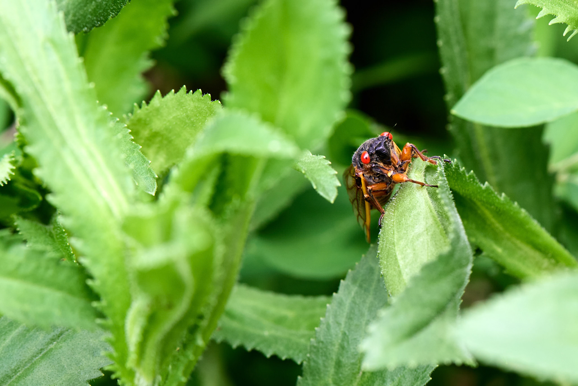 Cicada No 26