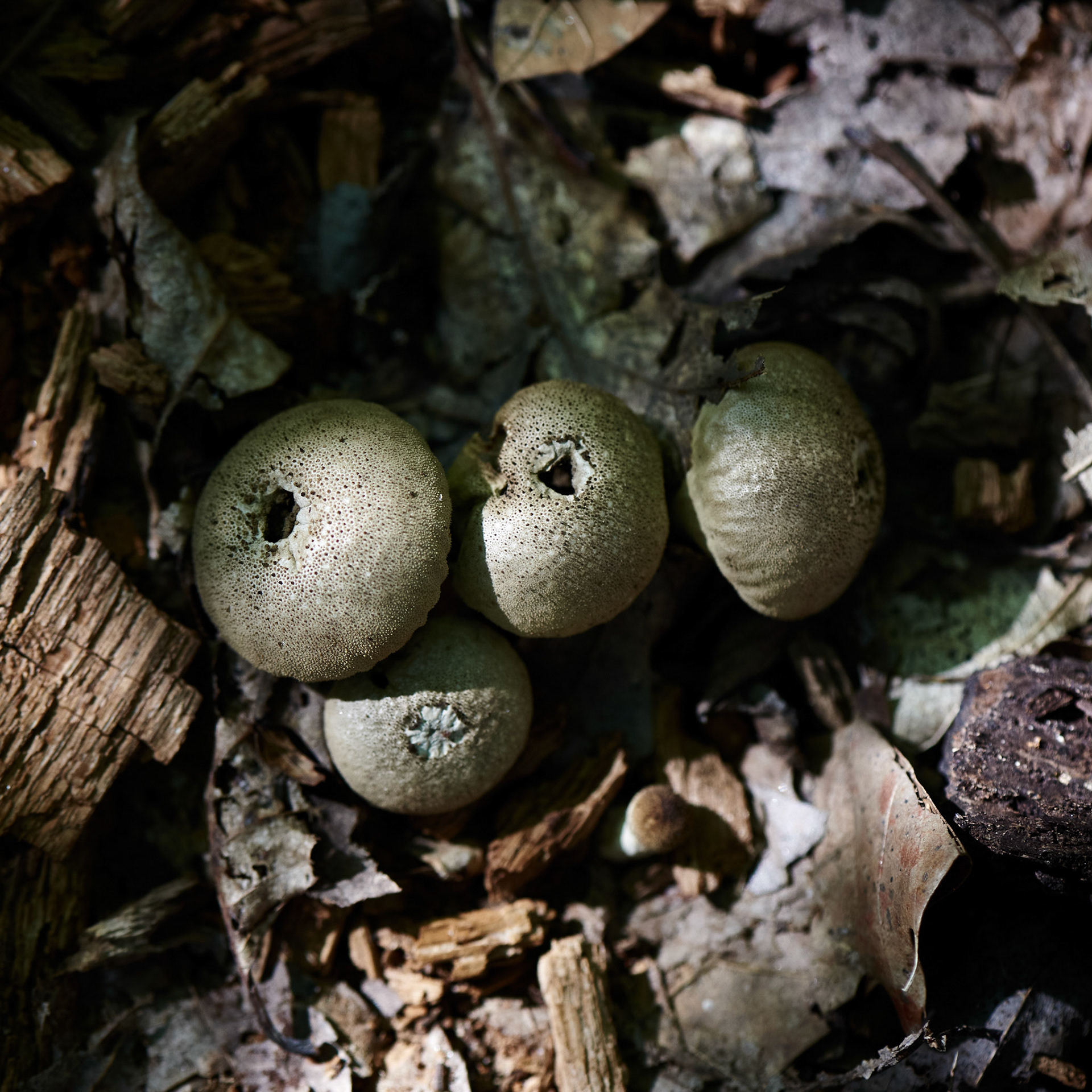Mushrooms No 3