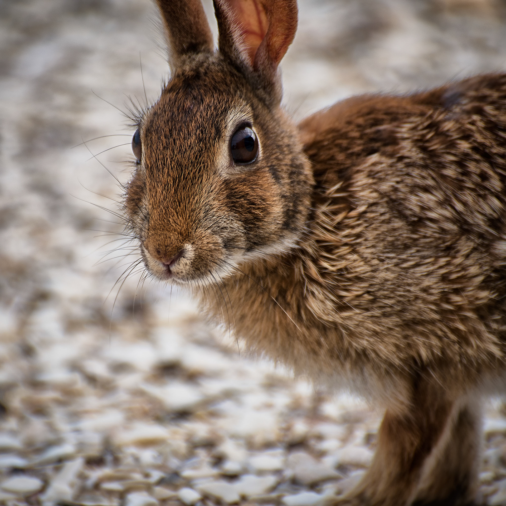 Rabbit No 3