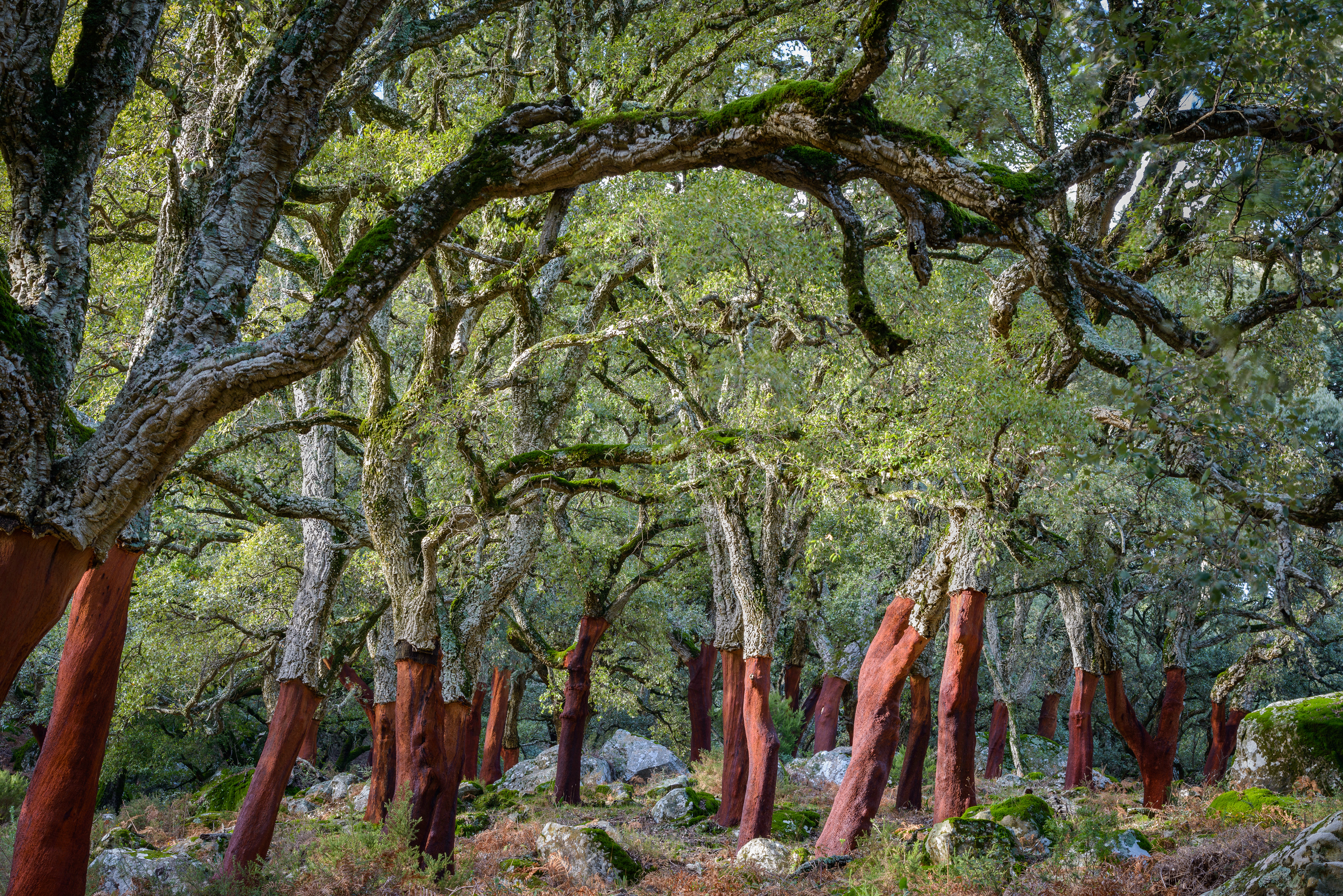 Parque Los Alcornocales - Cádiz