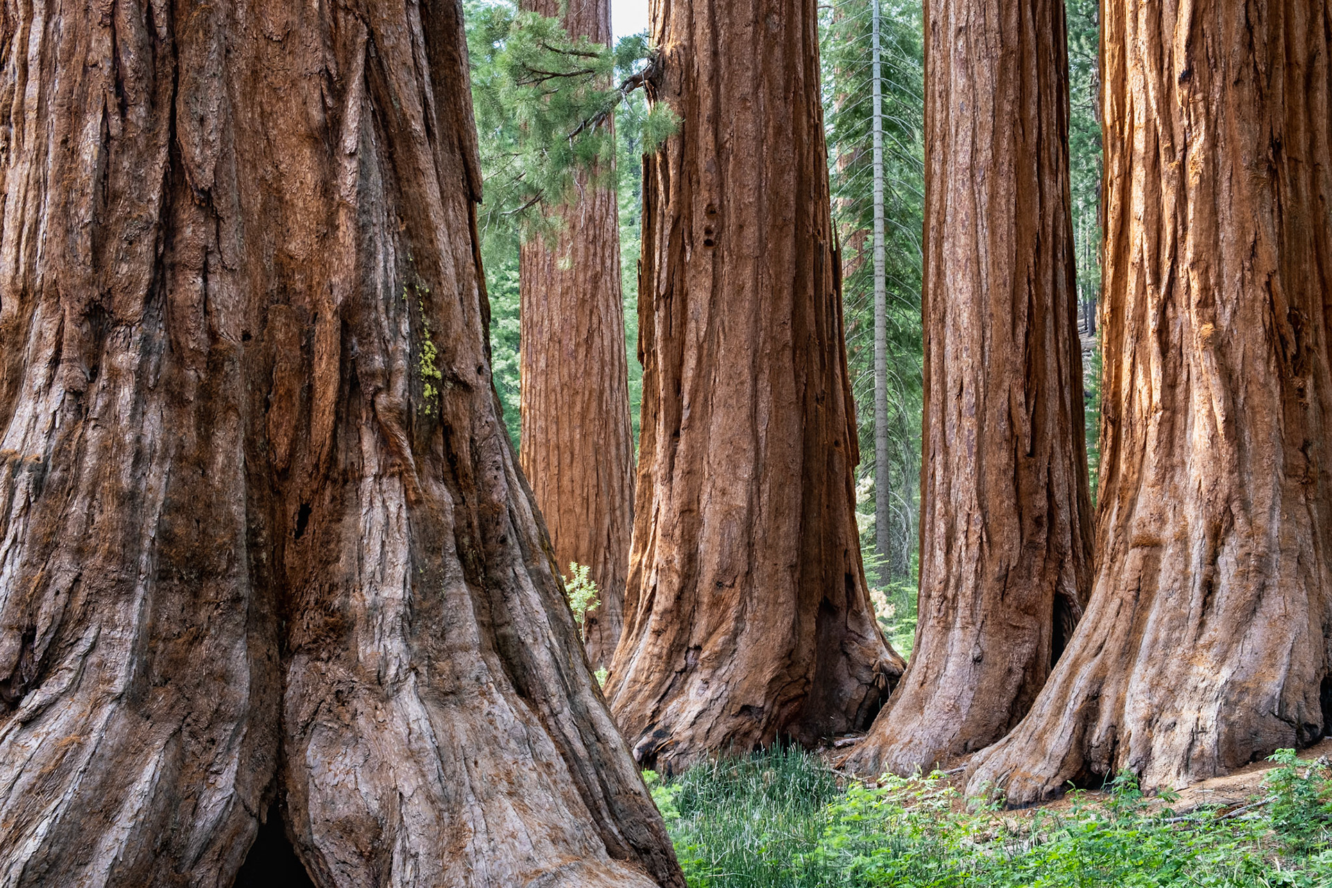 Mariposa Grove of Giant Sequoias