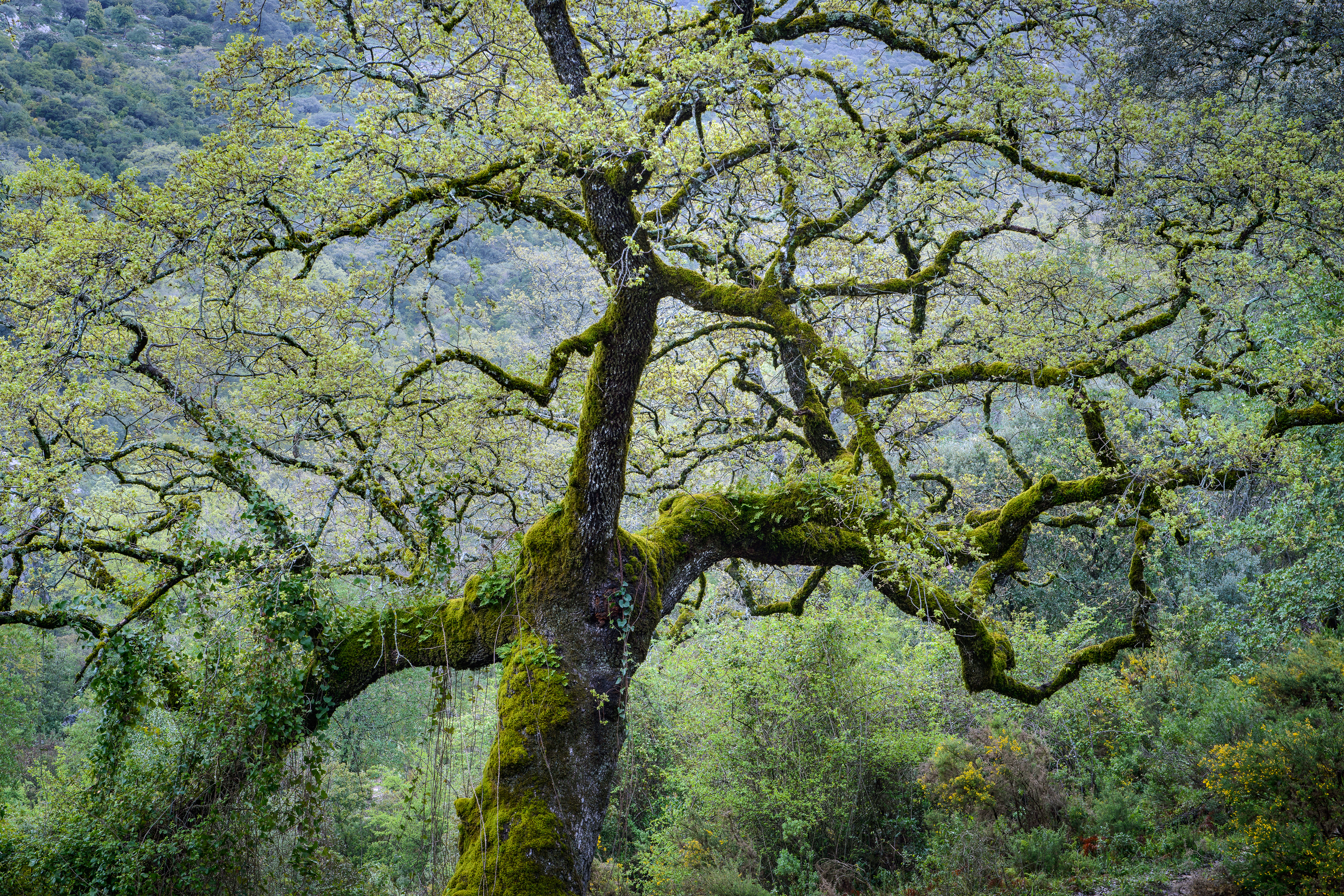 Sierra de Grazalema - Cádiz