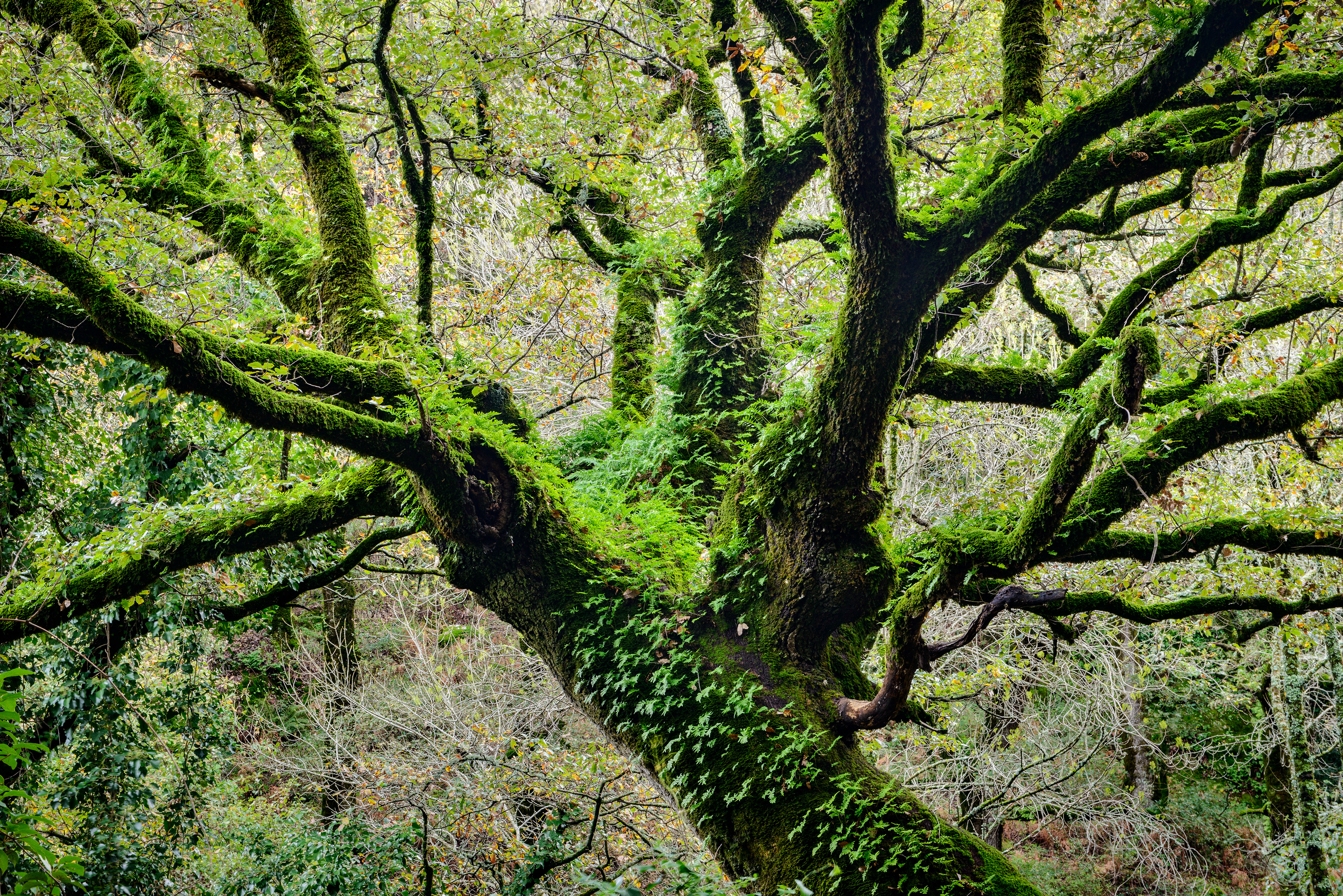 Sierra de Grazalema - Cádiz