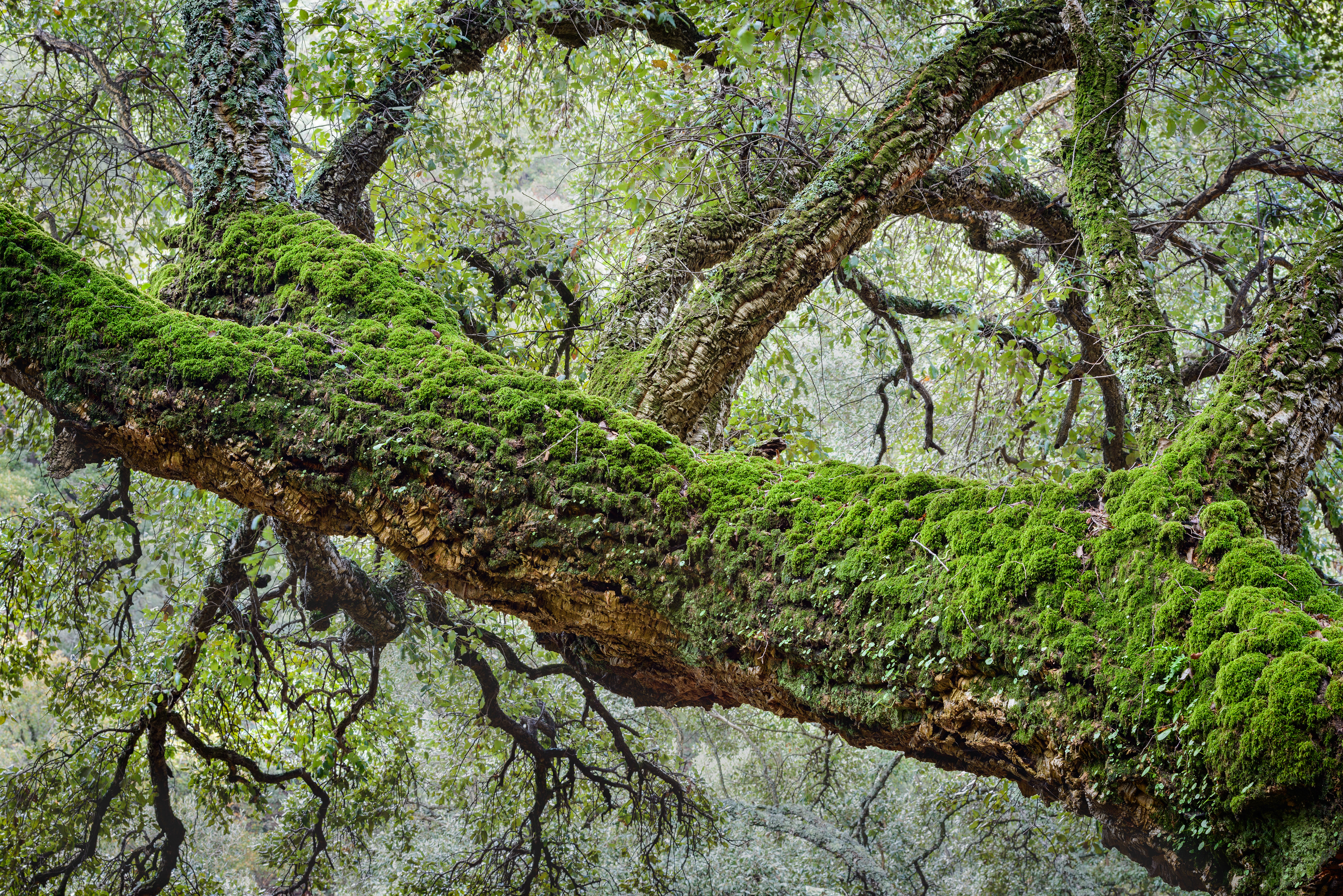 Sierra de Grazalema - Cádiz