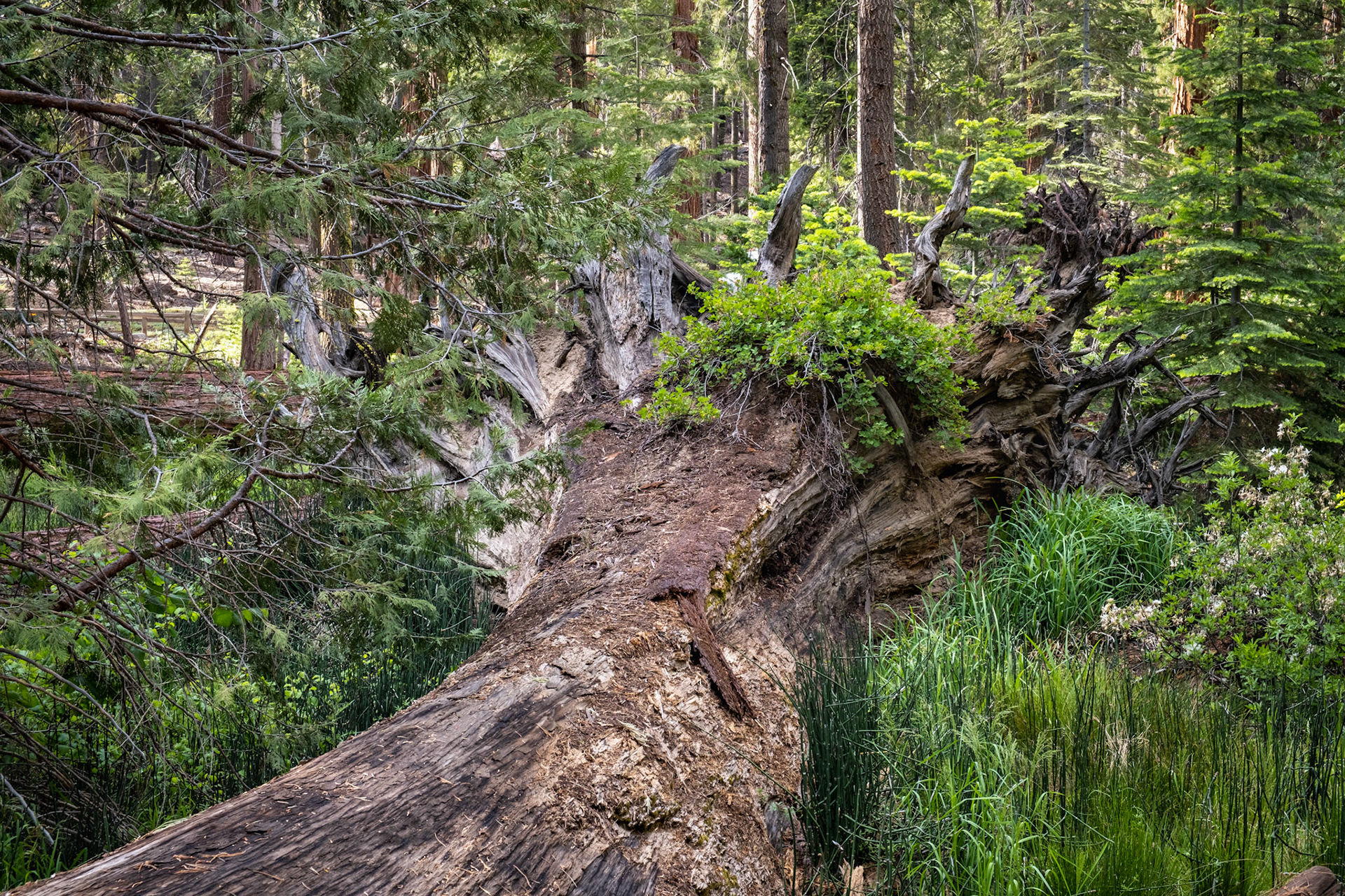 Mariposa Grove of Giant Sequoias