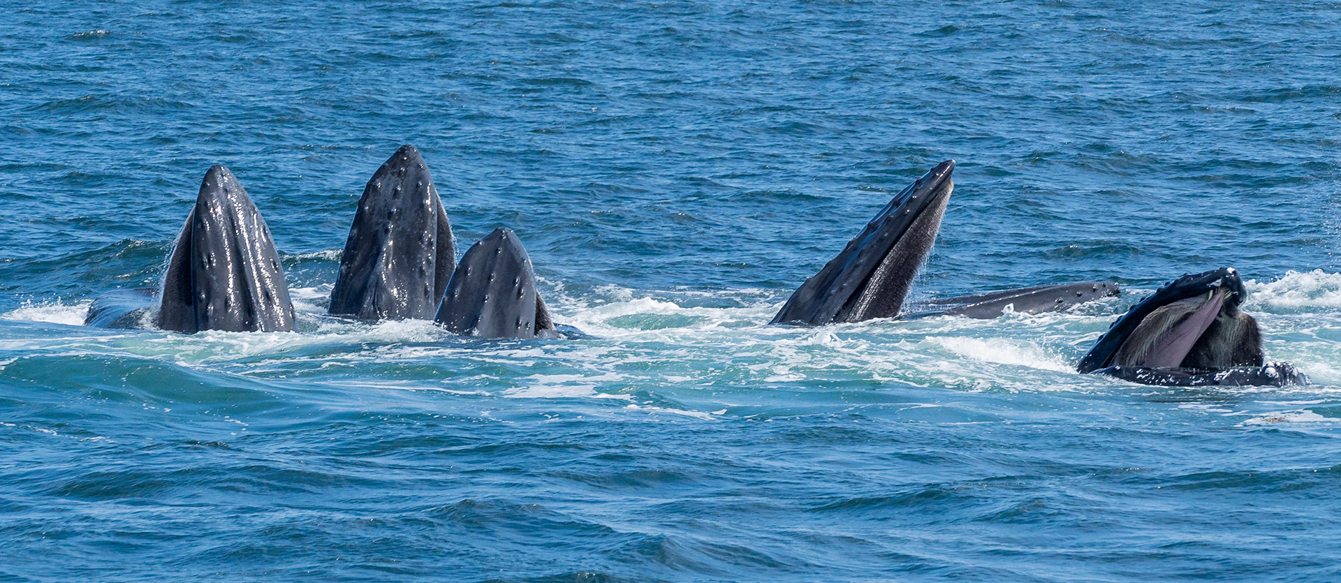 Five Humbacks Feeding Near Provincetown