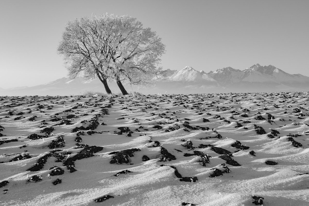 Dvojičky BW