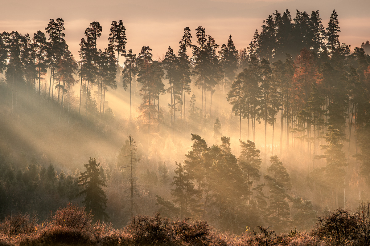 Forest Light