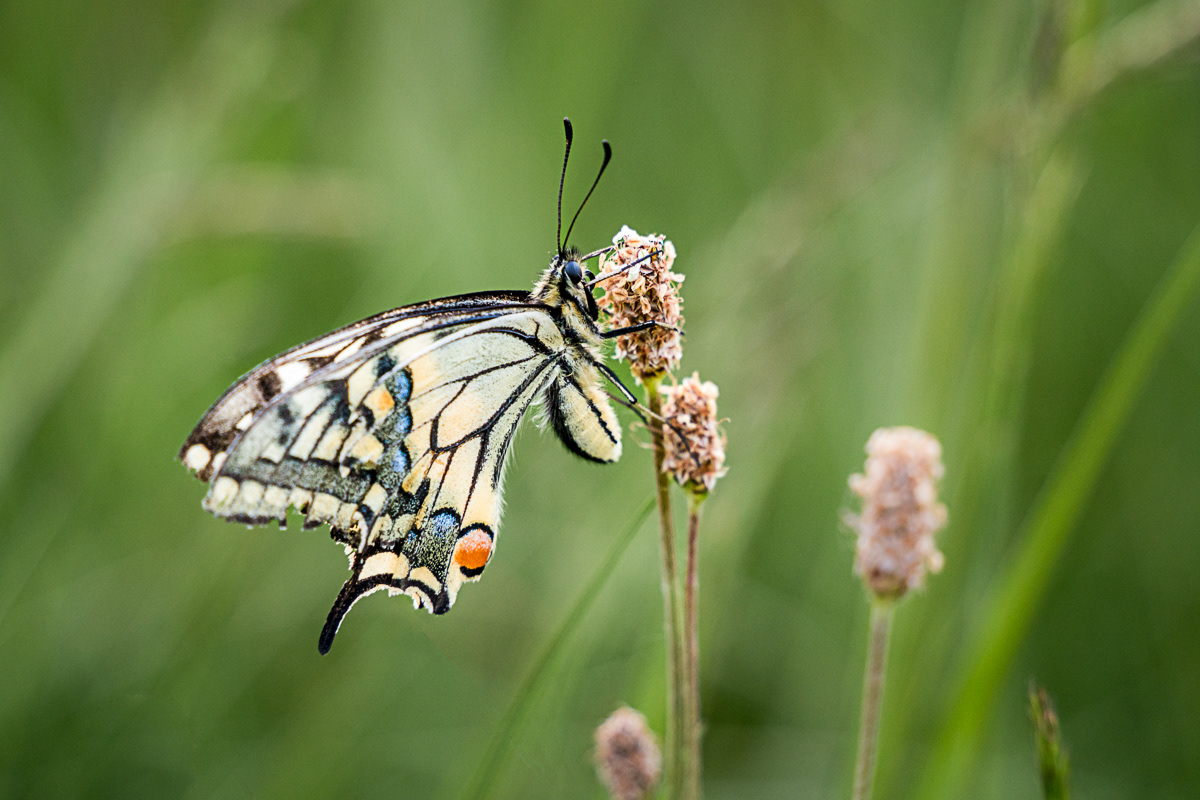 Vidlochvost feniklový