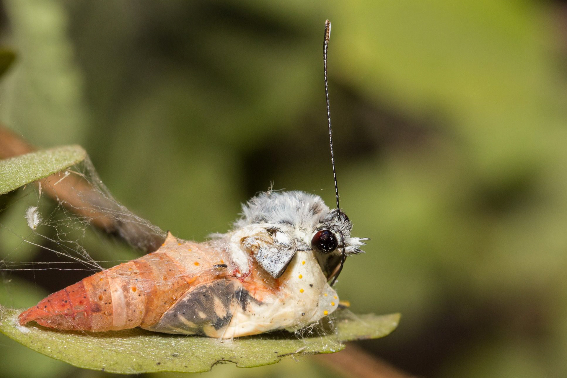 Canon EOS 600D |Tamron SP 90mm Di VC Macro Lens | 1/200s @ f/14I found this small butterfly ready to emerge from its pupae on a visit to a park - decided to wait for almost and hour to get it at the right stage with some parts out, while others already inside the relative safety of the pupae.