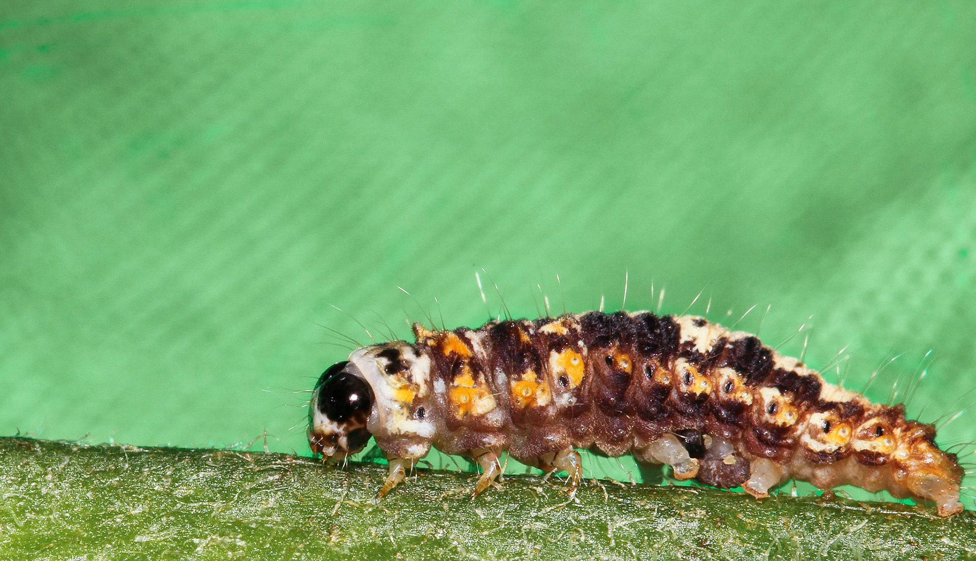 Crawl ahead.. to beauty.