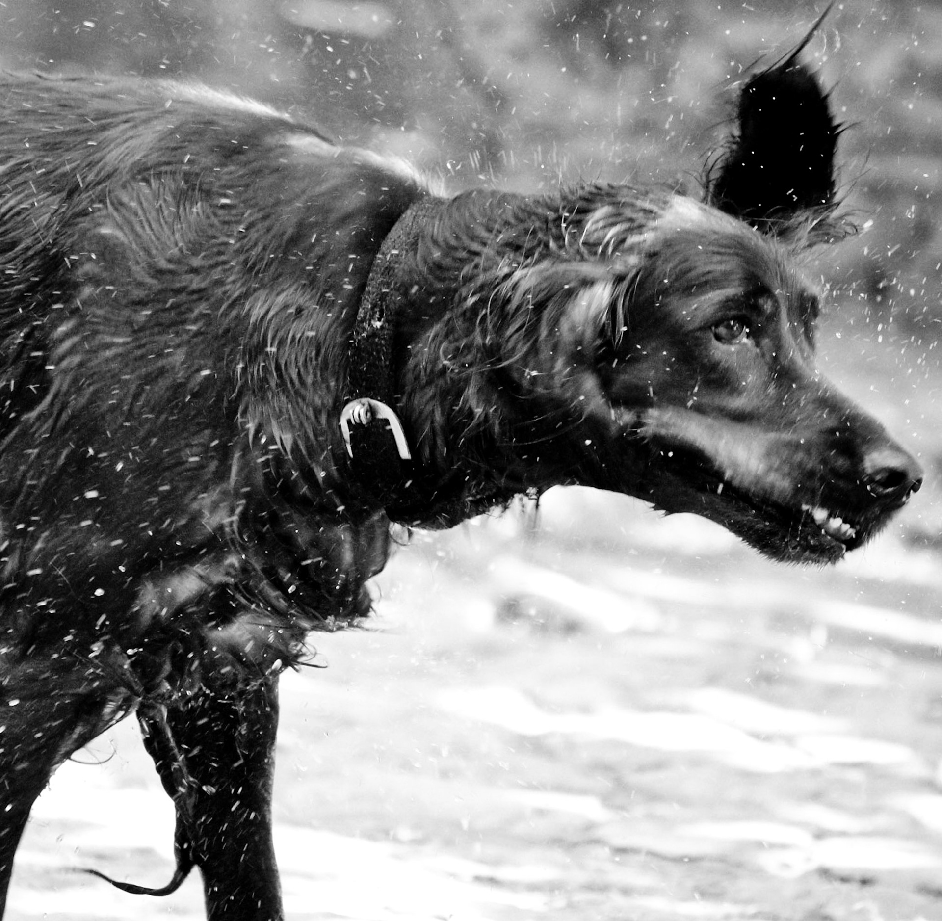 Shrug away all worries!