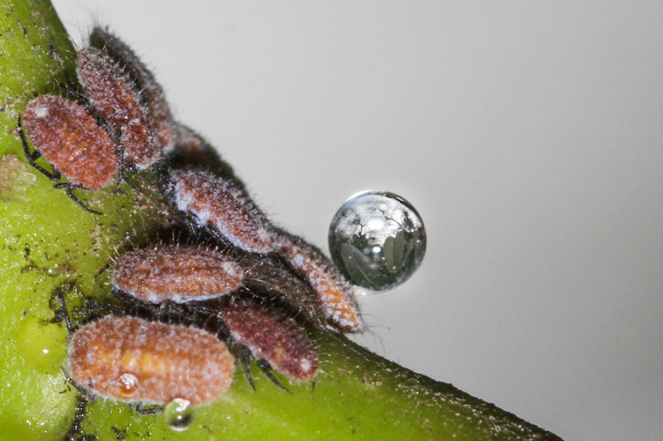 Round is the world...