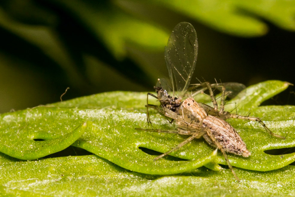 Struggle for food...