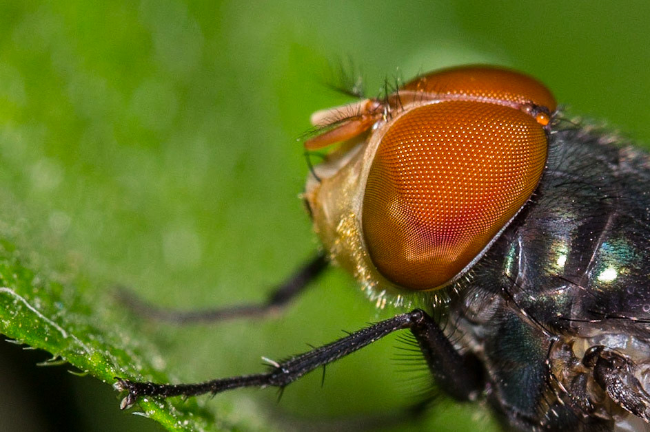 The closeup of the compound eyes if this fly was challenging mainly because all I had for lighting was the pop-up flash on my camera which brings with it the harshness and the flatness usually associated. I could not use natural light due to the smaller aperture to get a bit more DoF so had to plan the shot in a way to use the pop-up flash to create some catchlight in the eyes, without too much specular highlights.