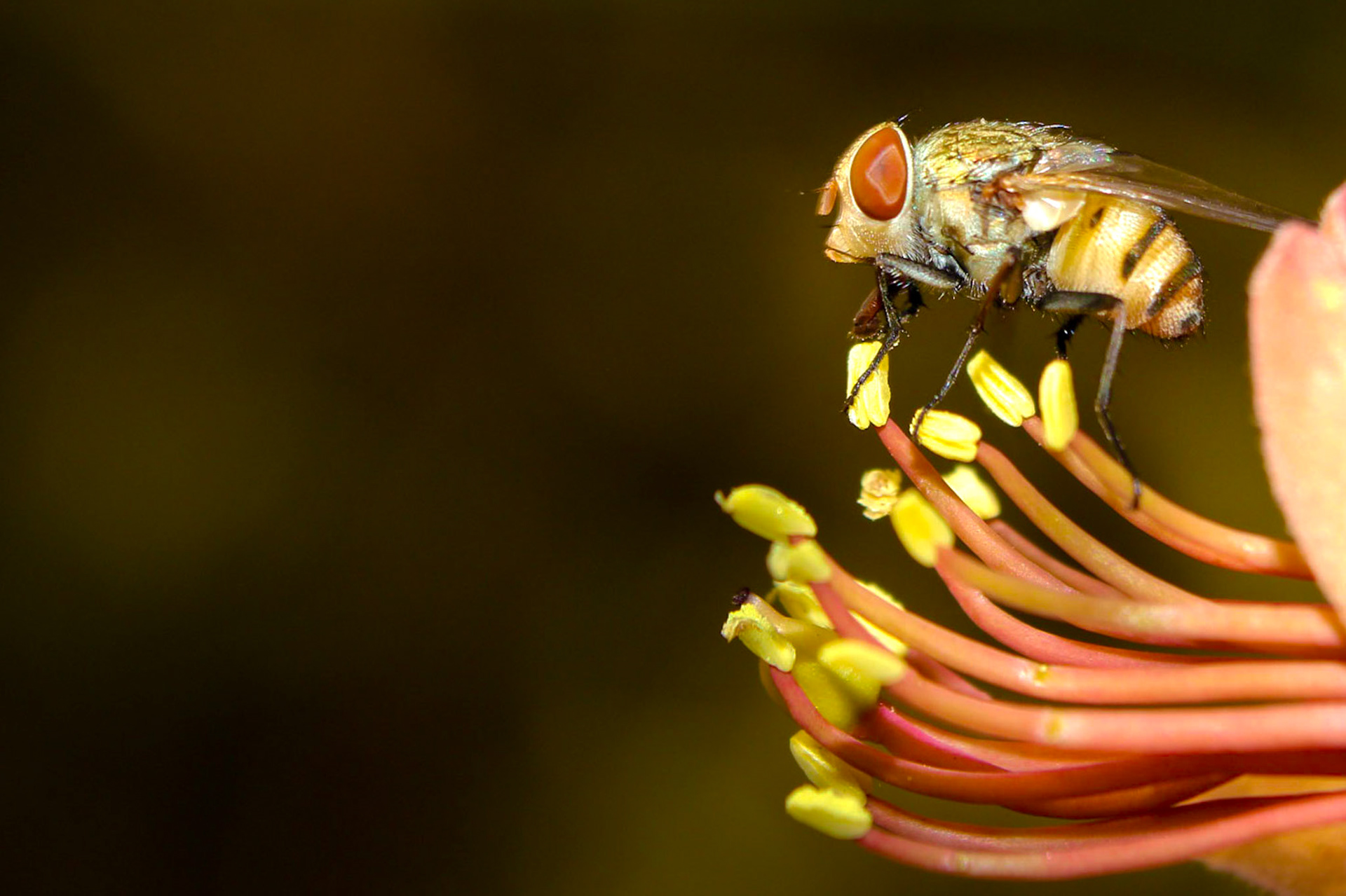 I got only a couple of seconds before the fly flew off - I really loved the way the fly was sitting on the pollens and provided a clean shot with the fly staring into the space ahead.
