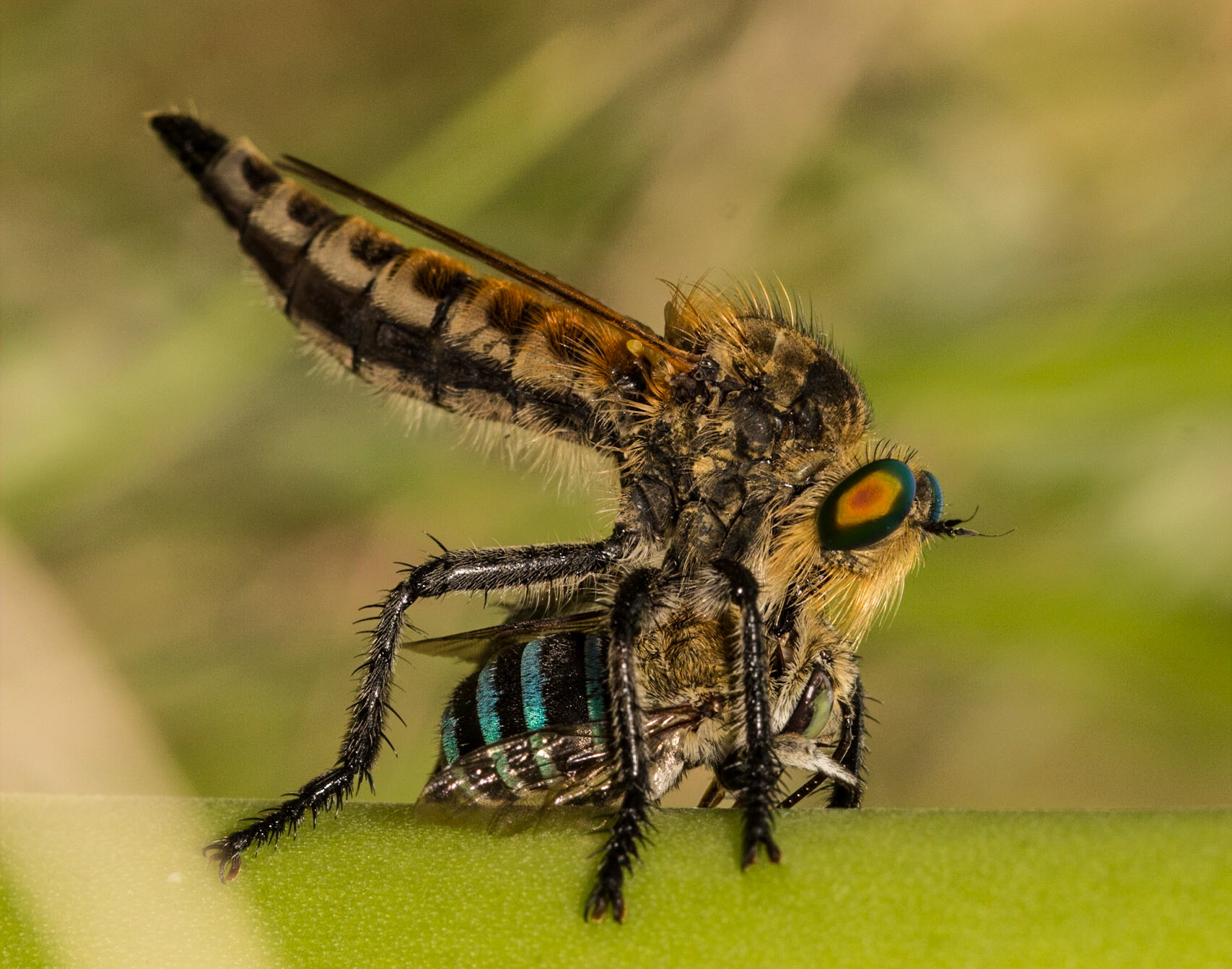 The contrast of the strong and powerful and rought looking robber fly with the lithe and colorful blue-banded bee in this frame is something I could not resist capturing.