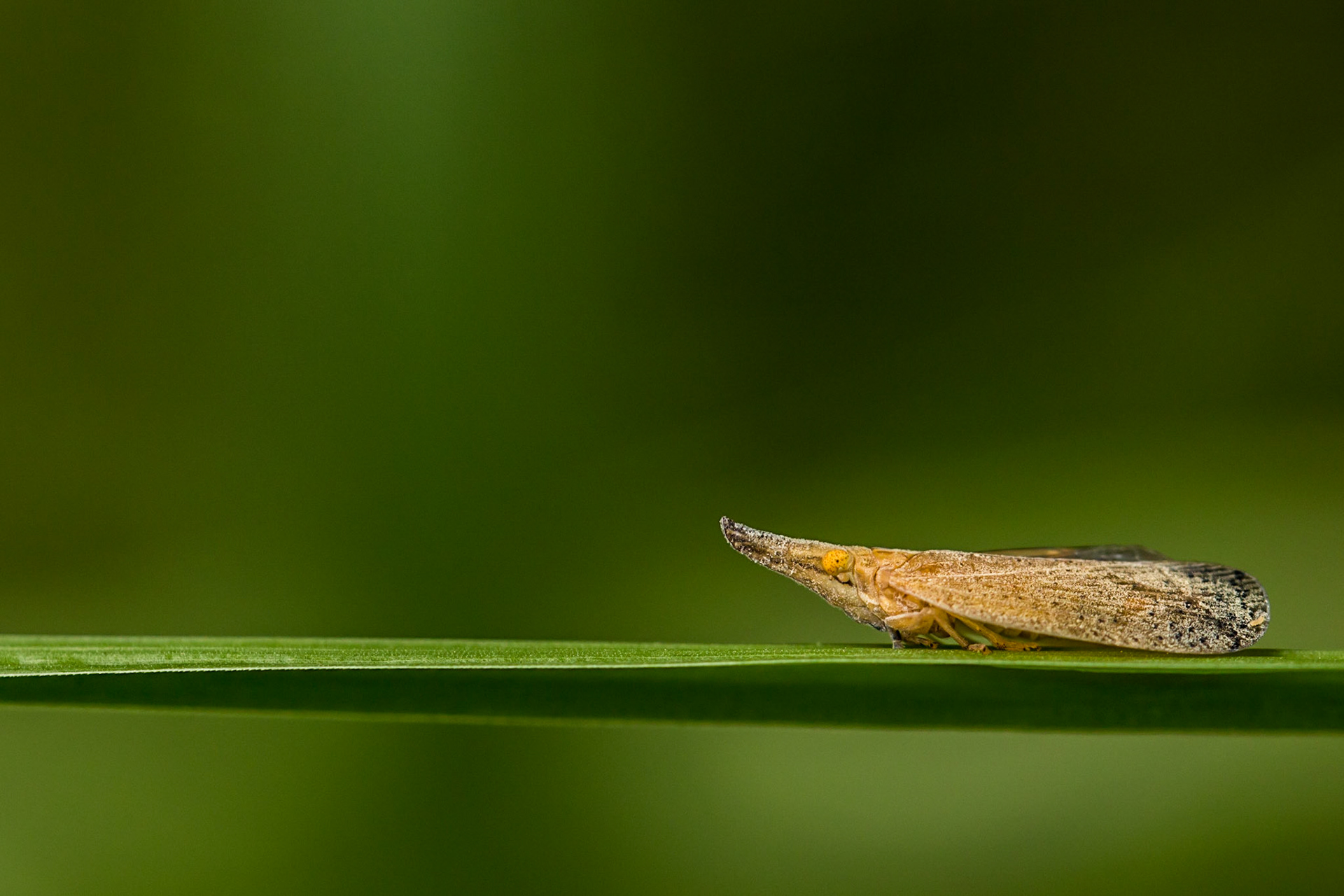 This small lantern bug has an interesting shape, but it usually keeps moving at a slow and steady pace - I wanted to capture this image in the natural light without flash to capture the sense of calmness that the scene and the insect brought with its unhurried pace.