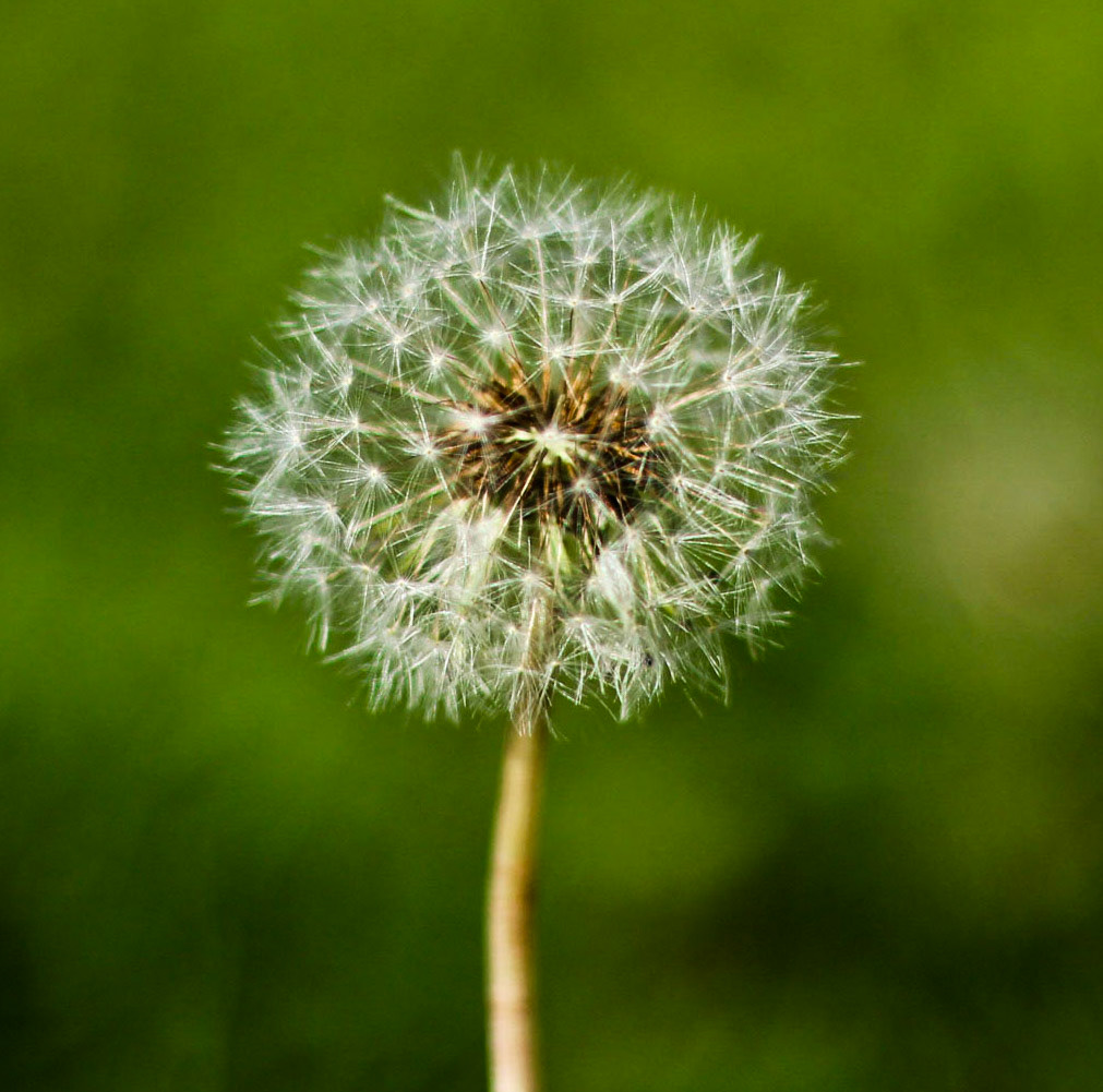 Dandelion - the world is always round...