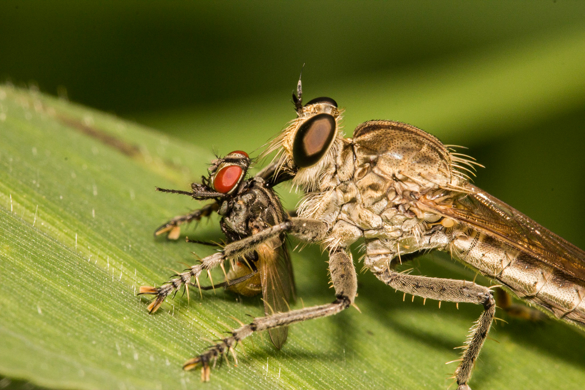 This robber fly was flying around quite a lot with the kill in its hold - since these insects are typically territorial, I waited around to capture the shot I wanted with the hunter and the prey clearly visible and the compound eyes adding to the image.