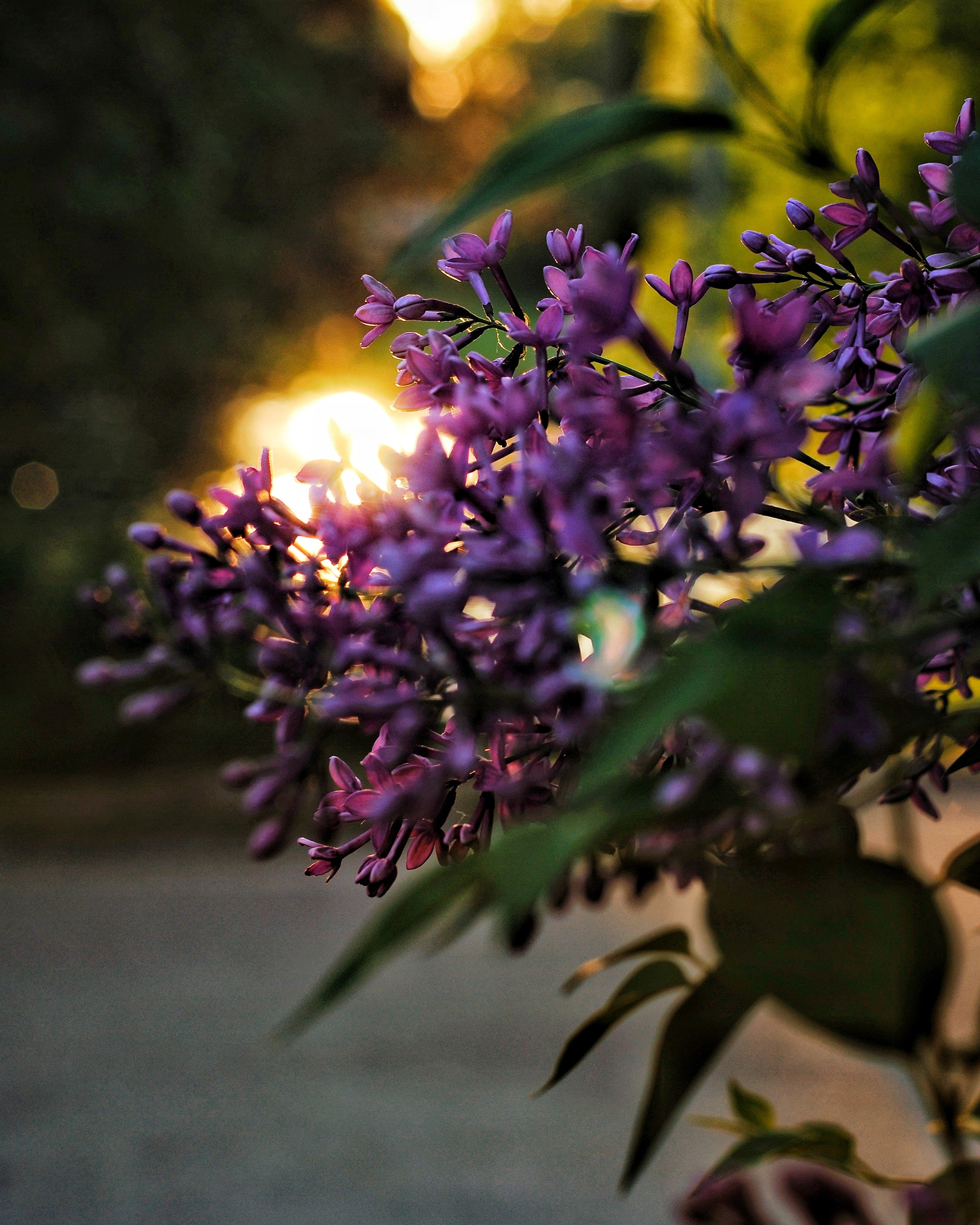 Tidigt en morgon i maj