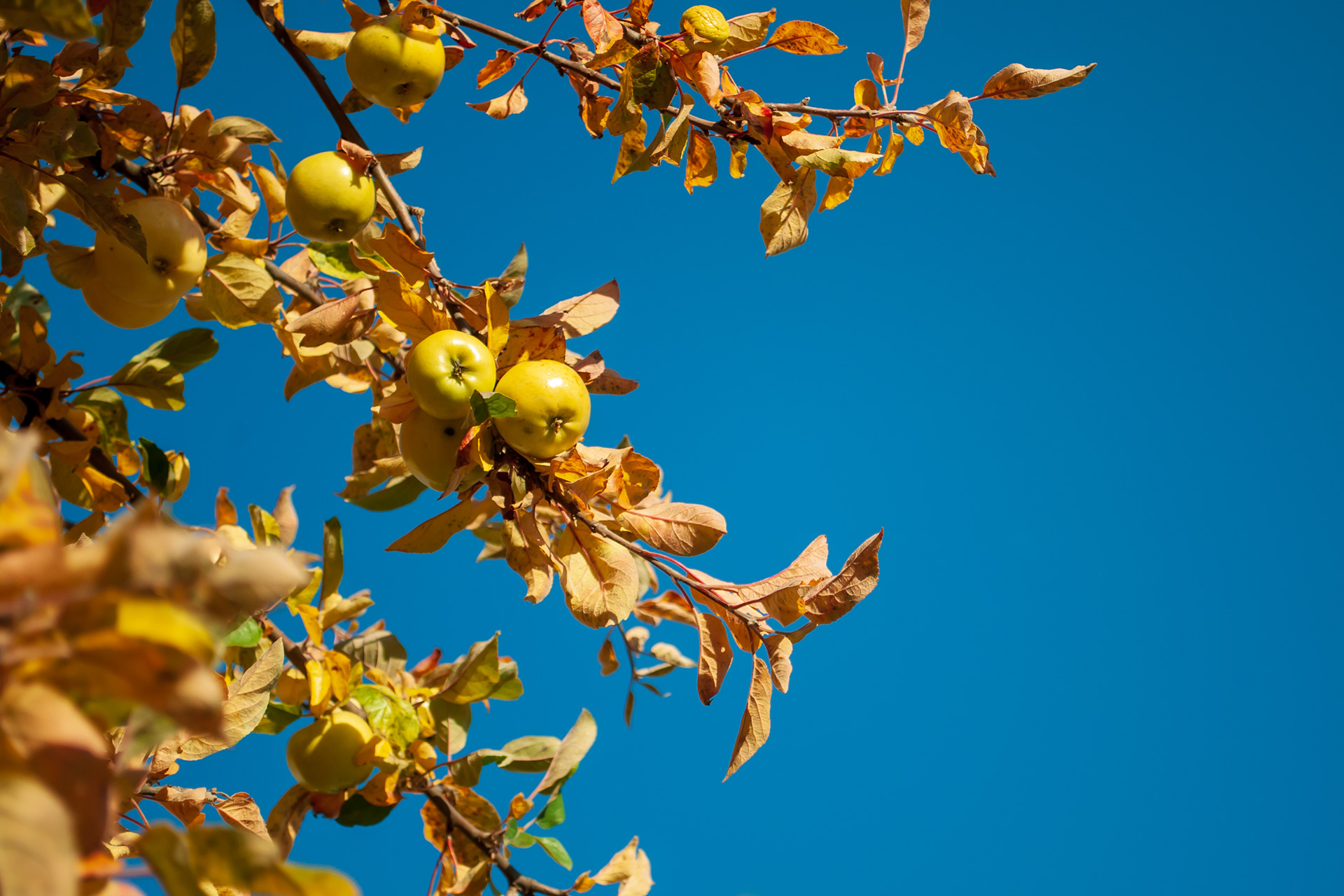 Äpplen i oktobersol