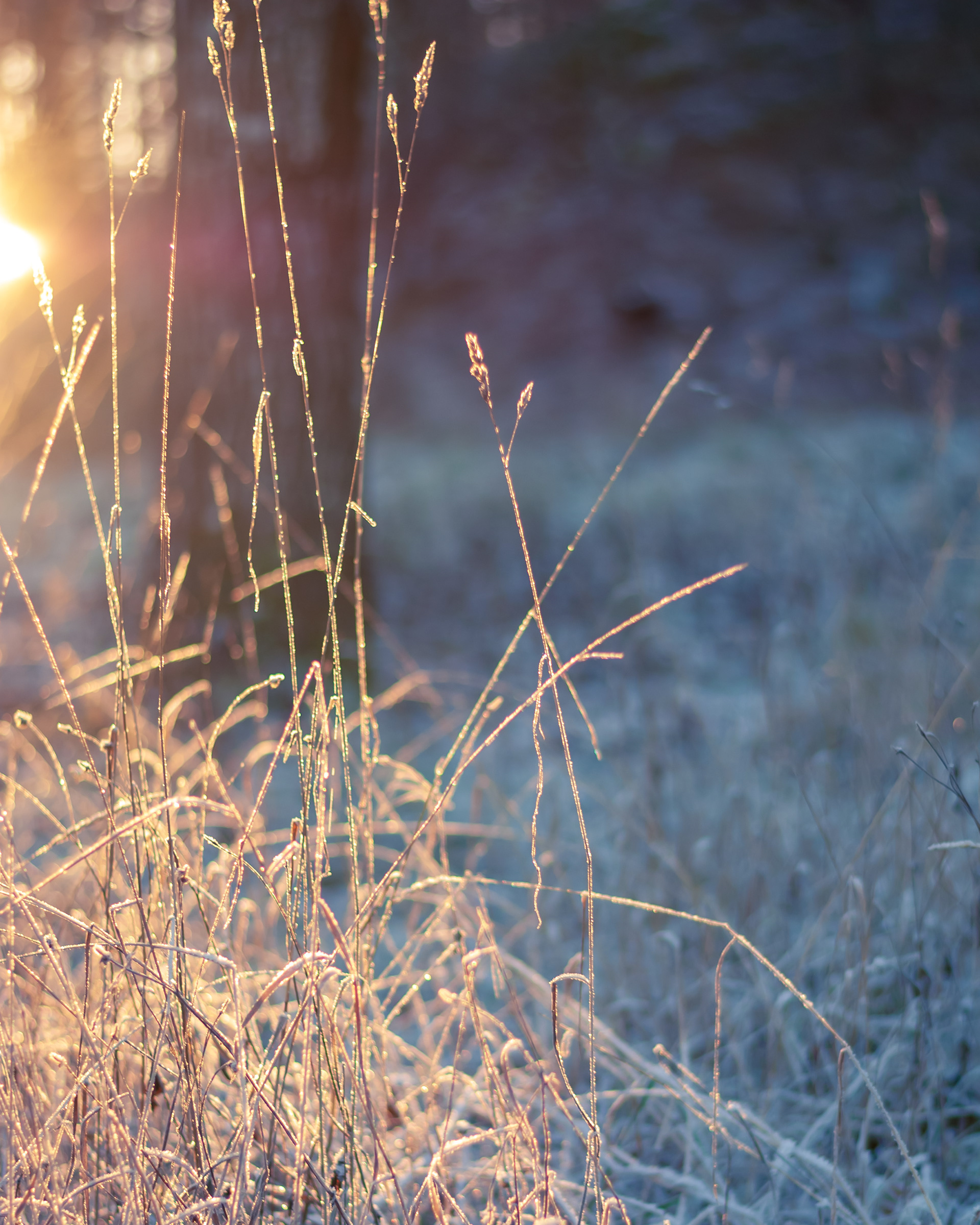Rimfrost och motljus