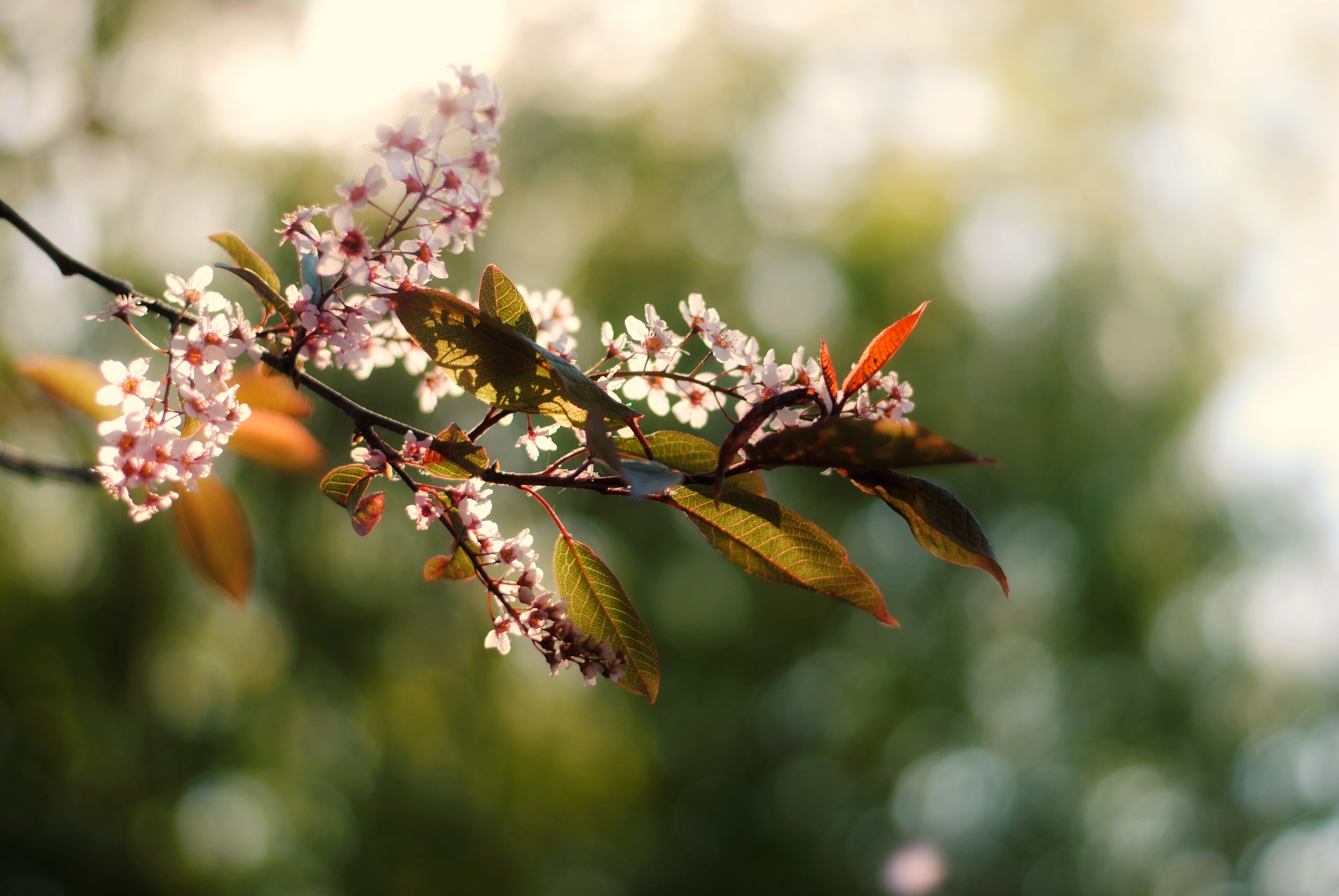 Tidigt en morgon i maj