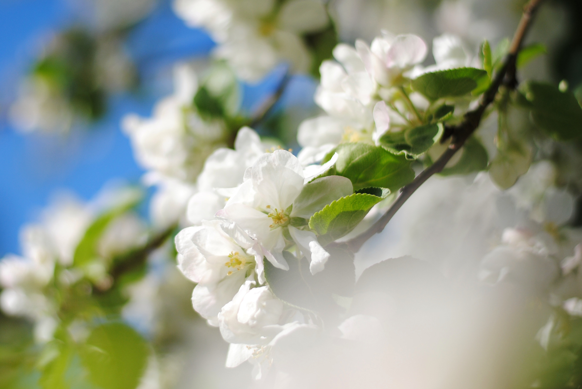 Äppelblom i morgonsol
