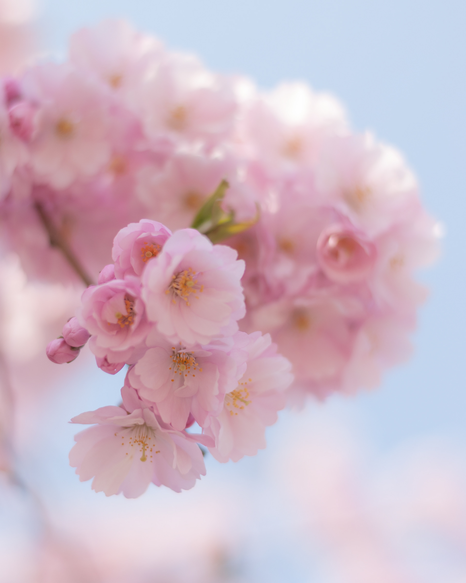 En dröm i rosa 1