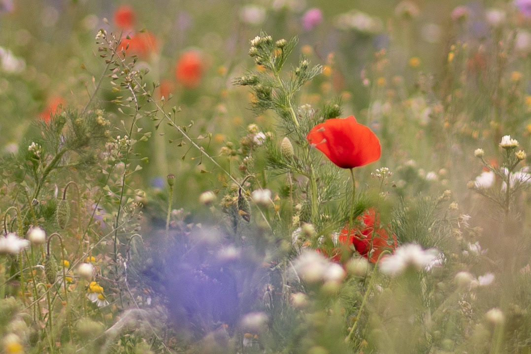 Impressionistisk sommaräng