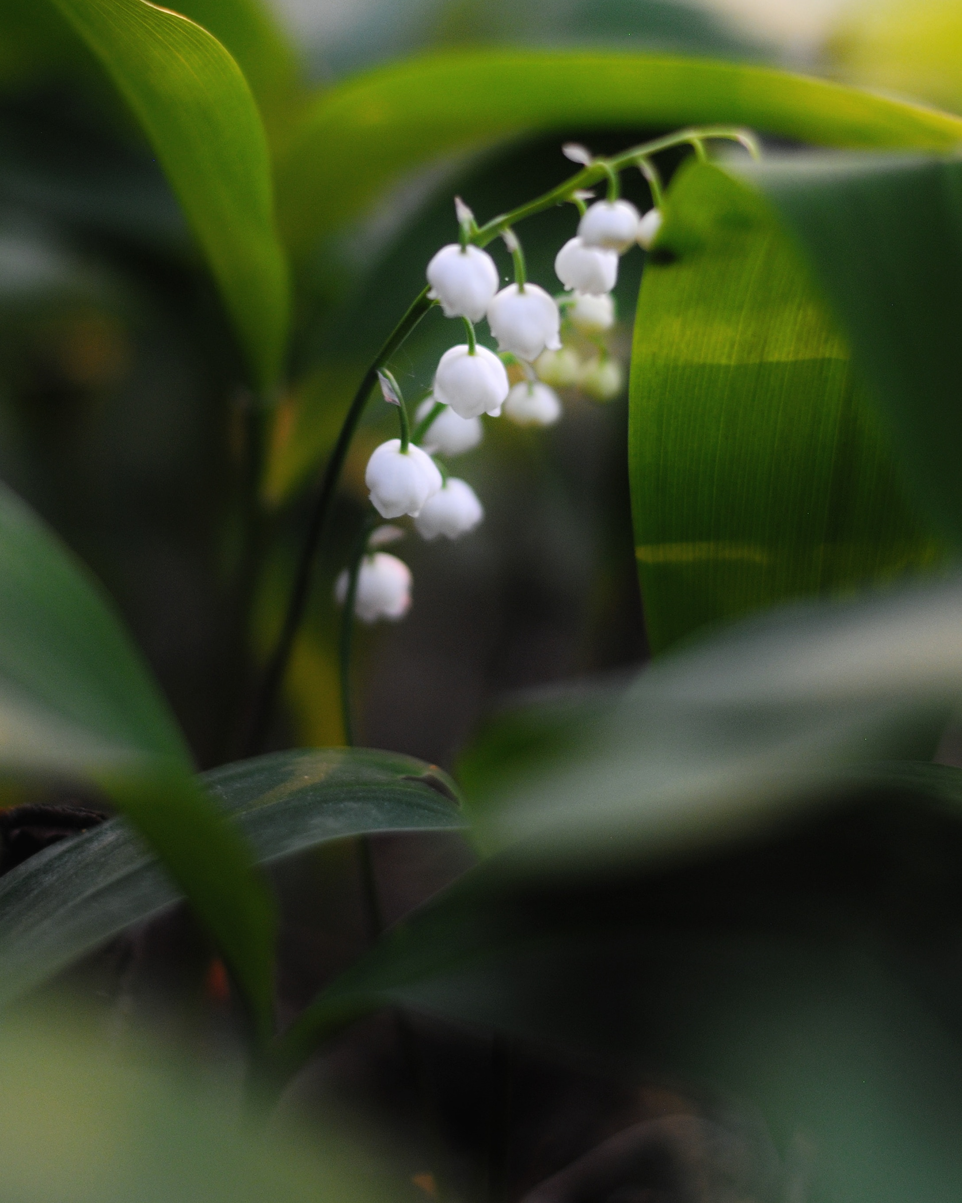 Liljekonvaljer - finns det något ljuvligare?