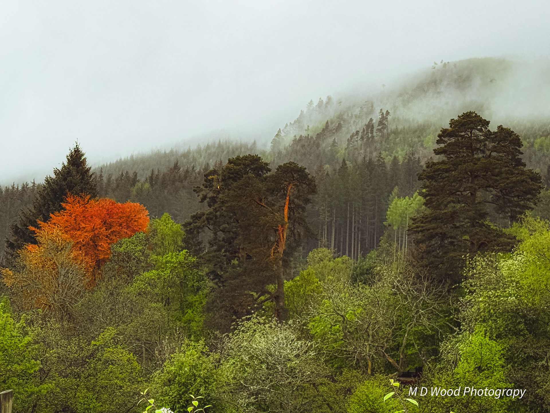 Misty Forest