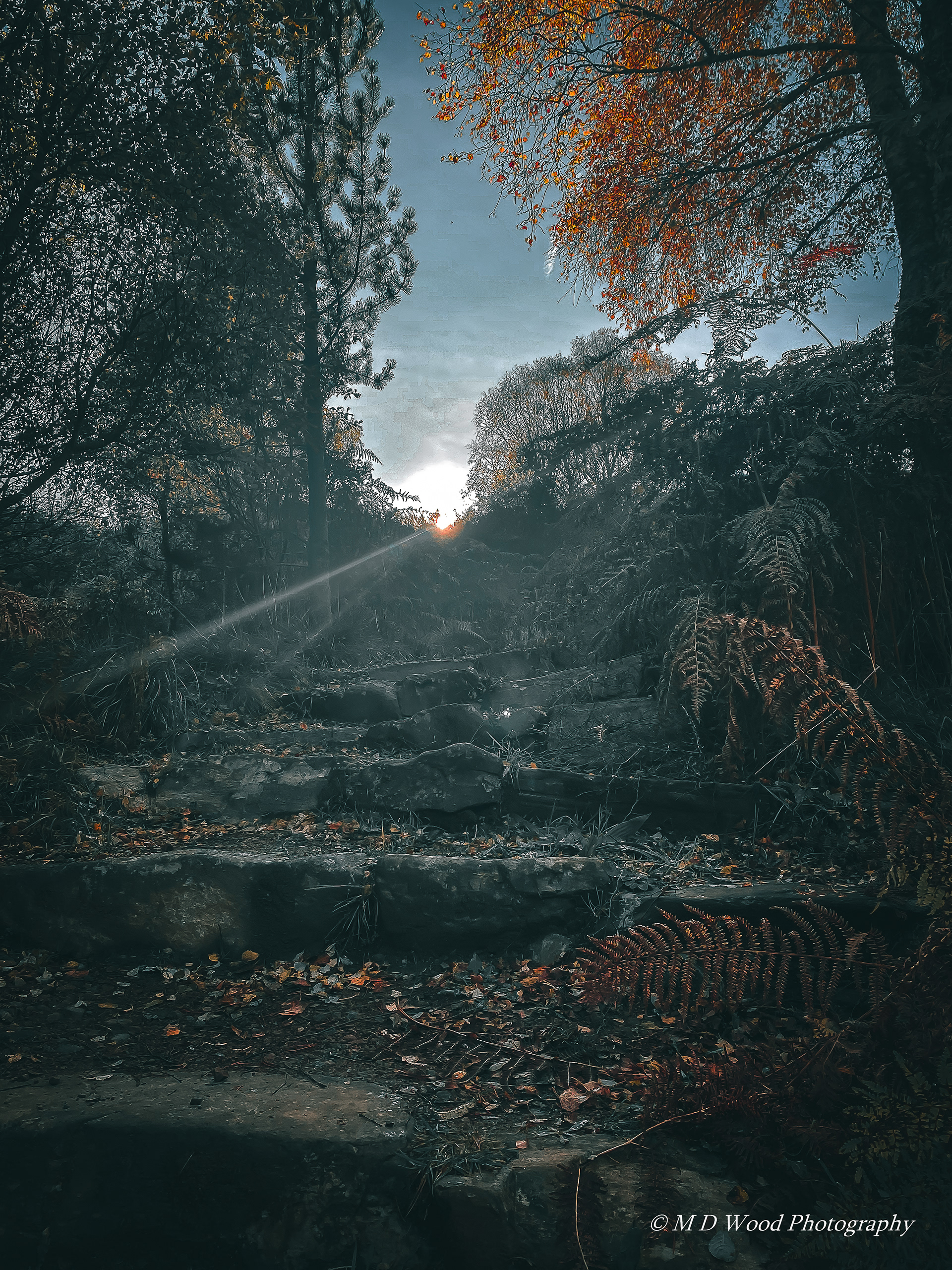 Abriachan Forest
