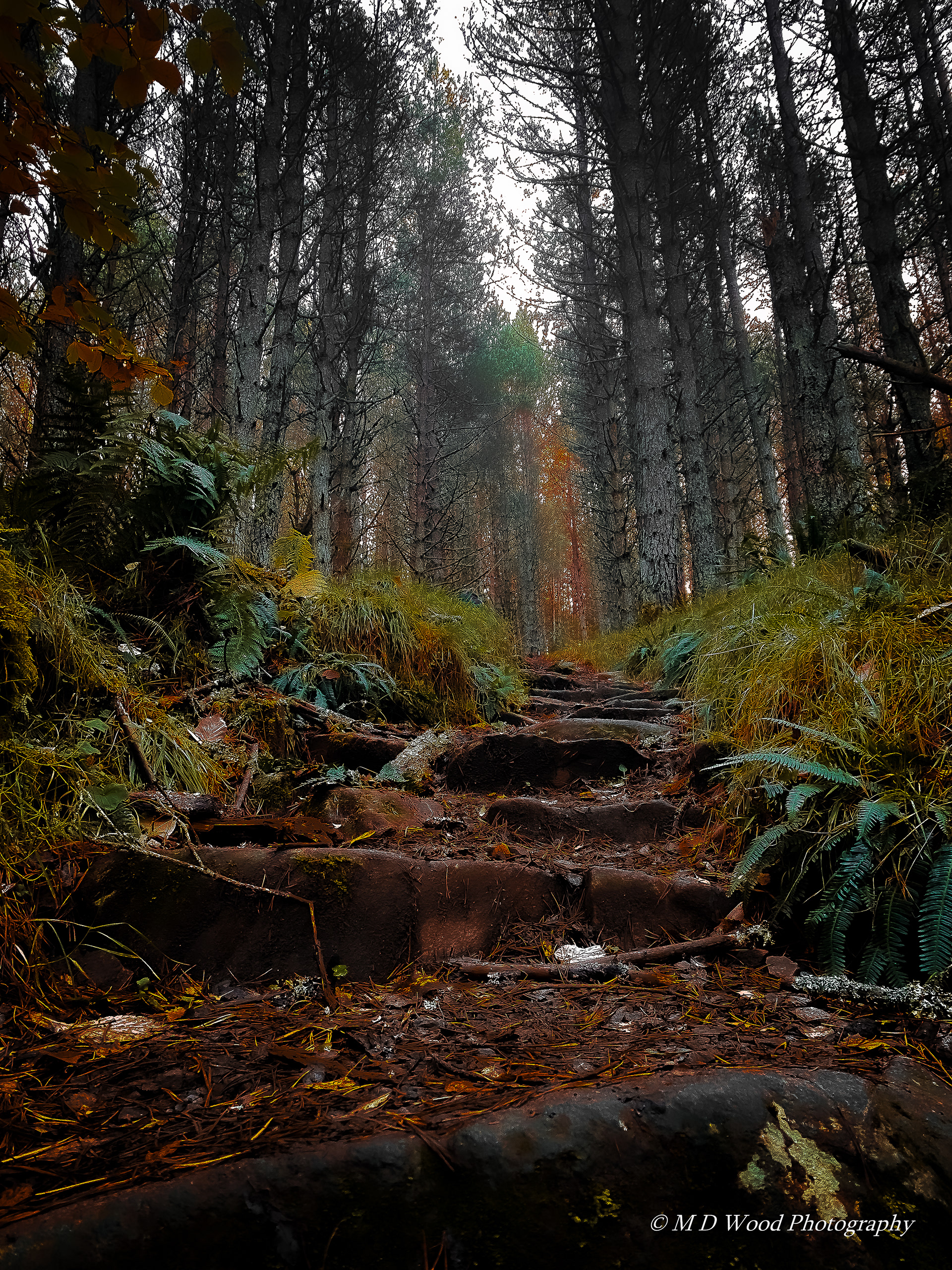 Abriachan Forest