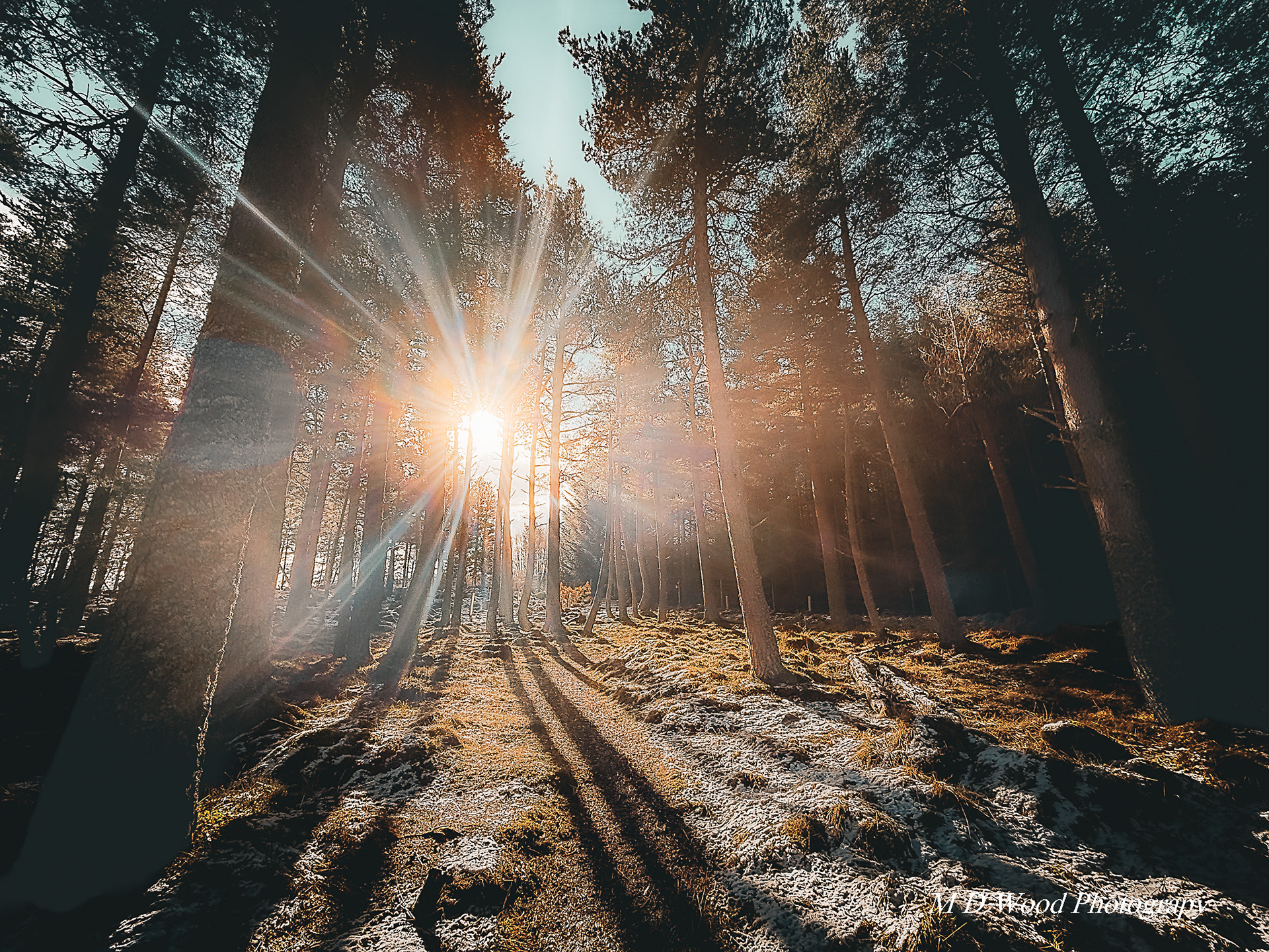 Tomintoul Woods
