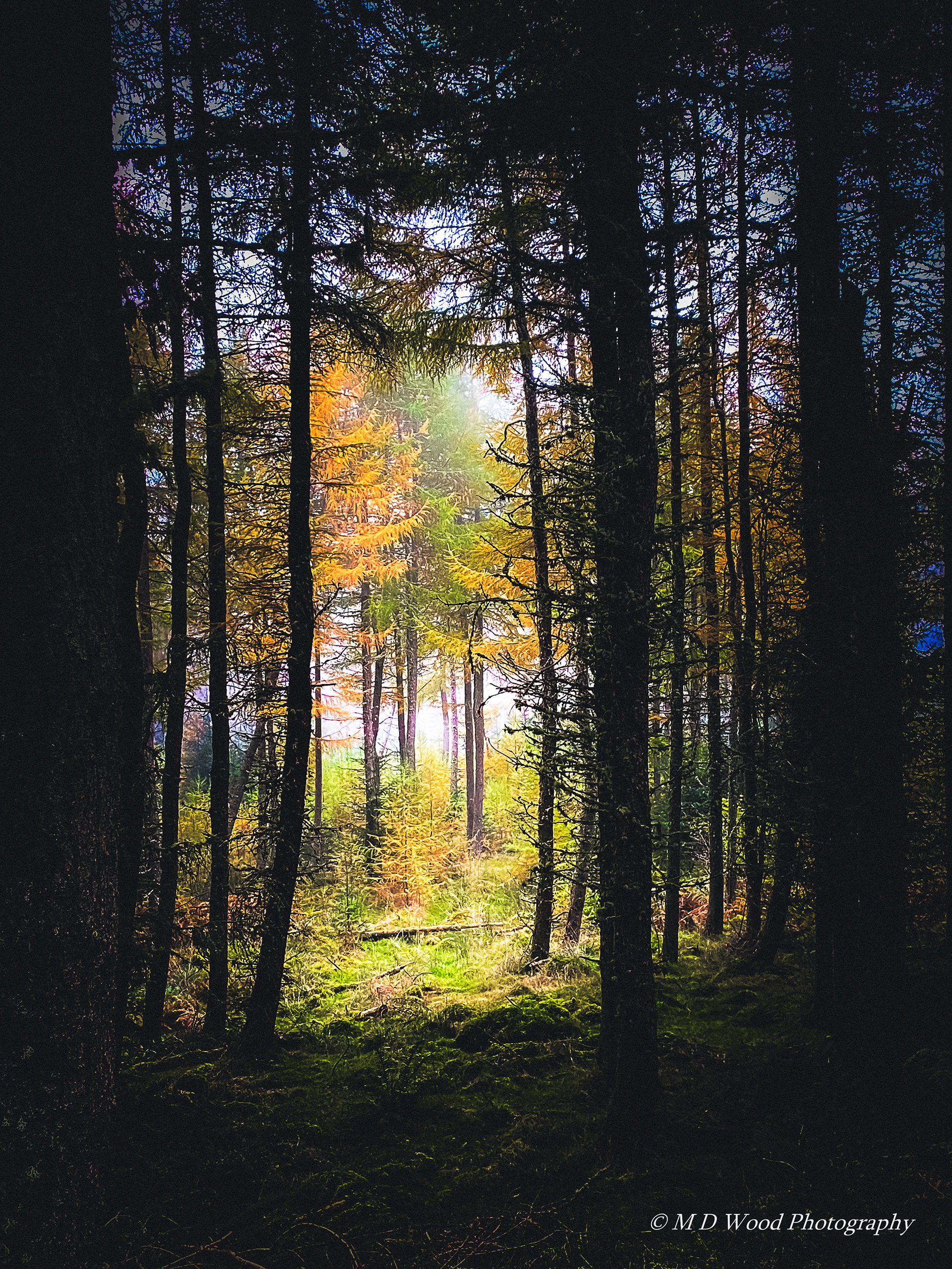 Abriachan Forest