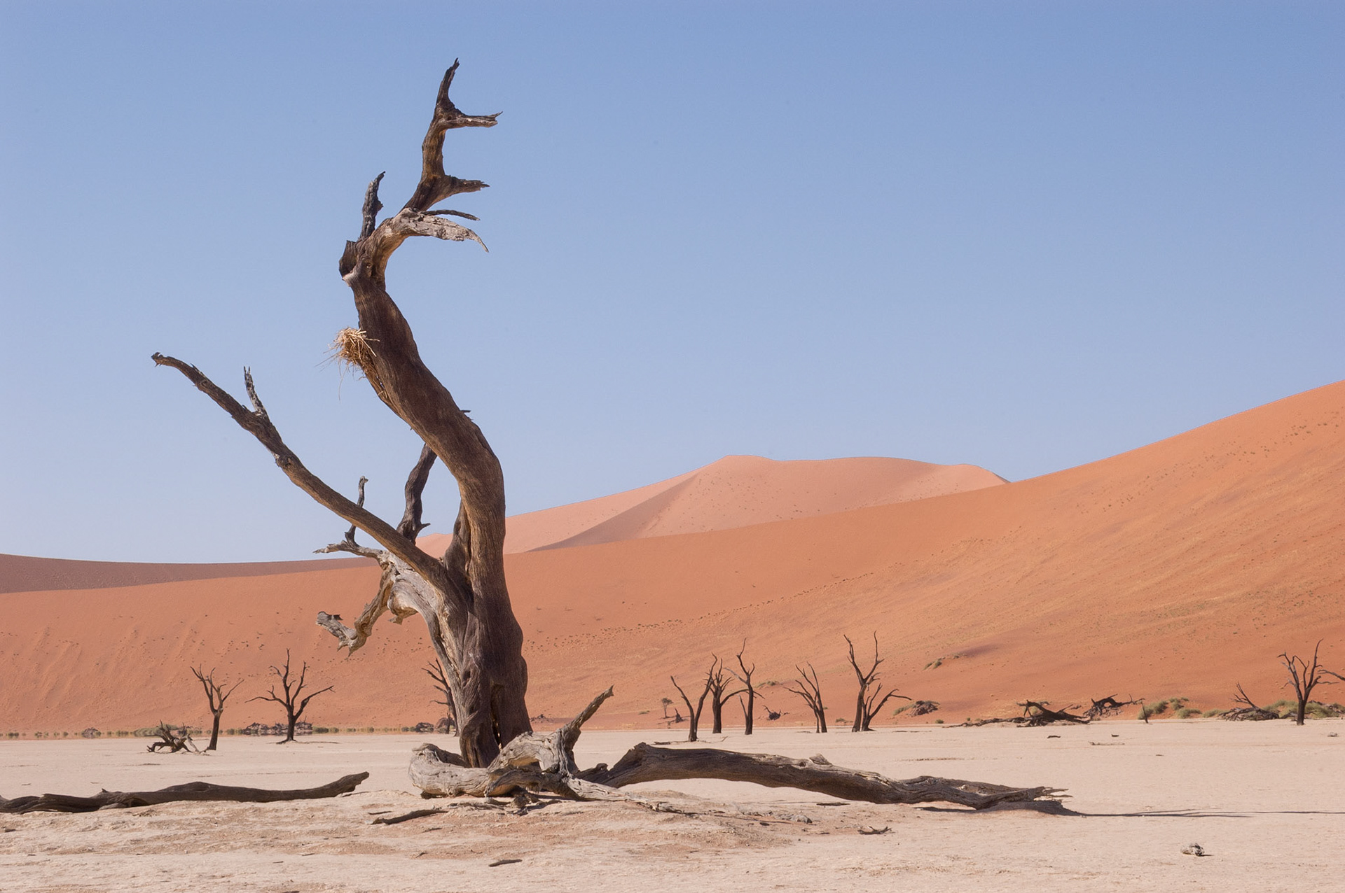 Dead Vlei, Namibia 2006