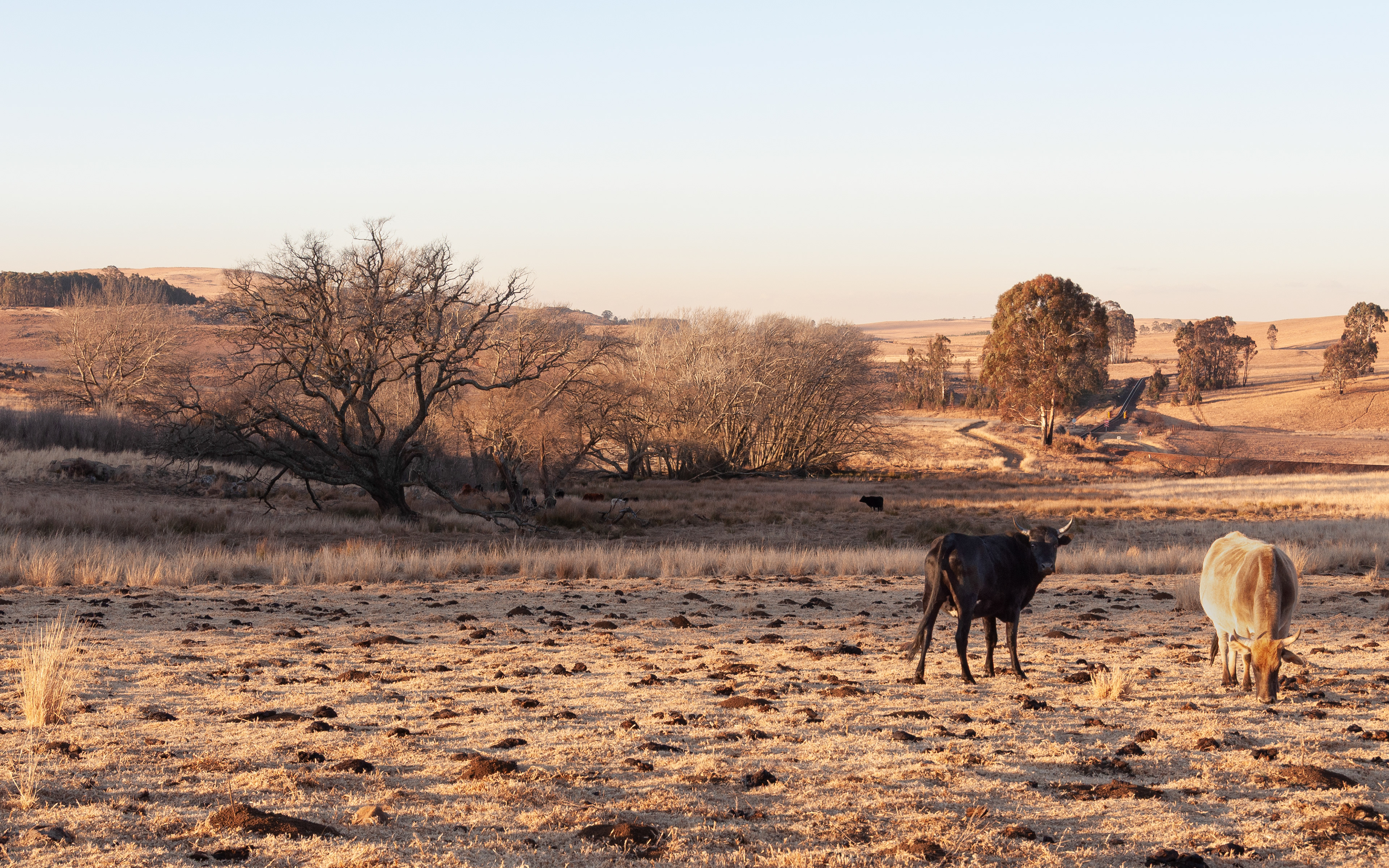 Dullstroom, South Africa 2011