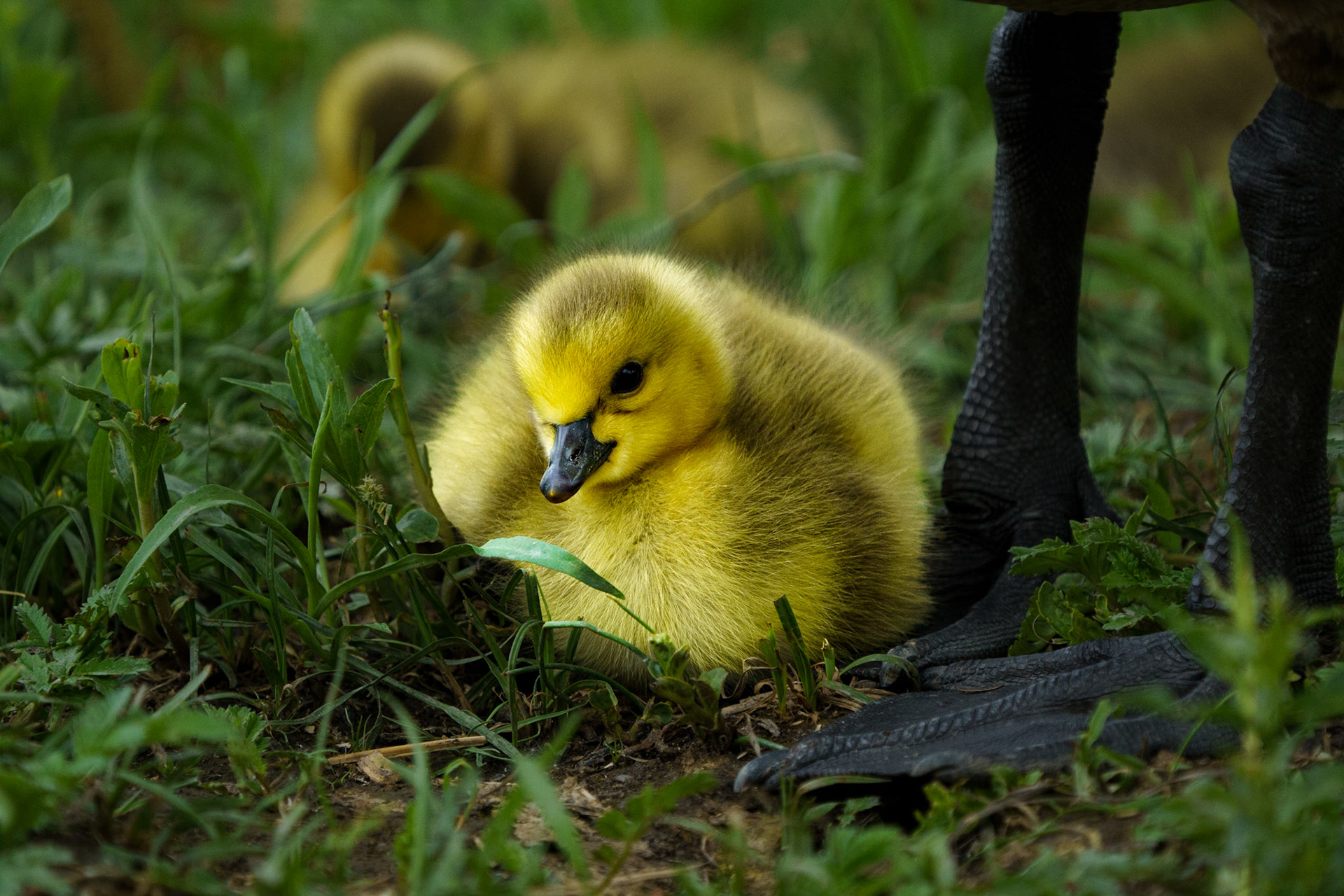 Canado Goose Chick