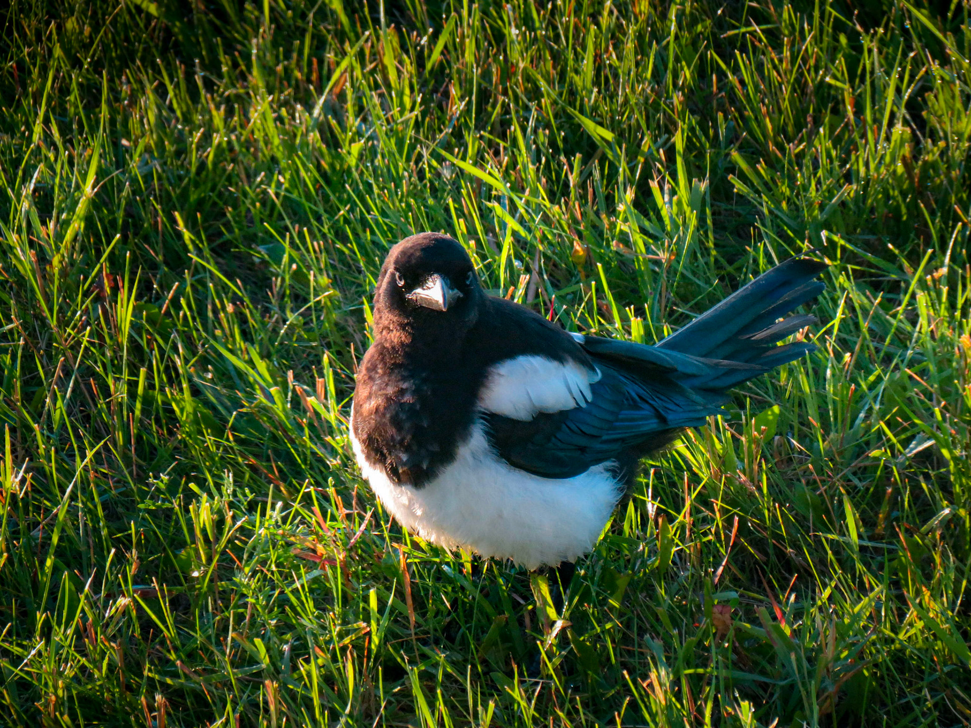 Magpie