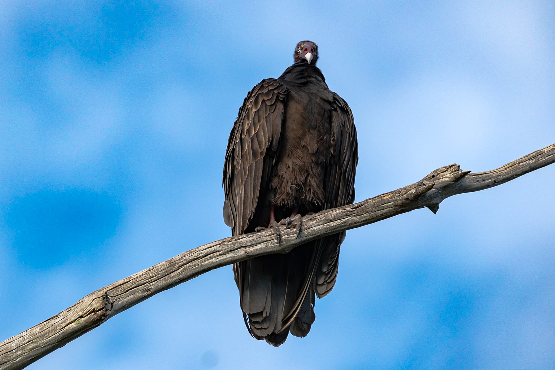 Turkey Vulture