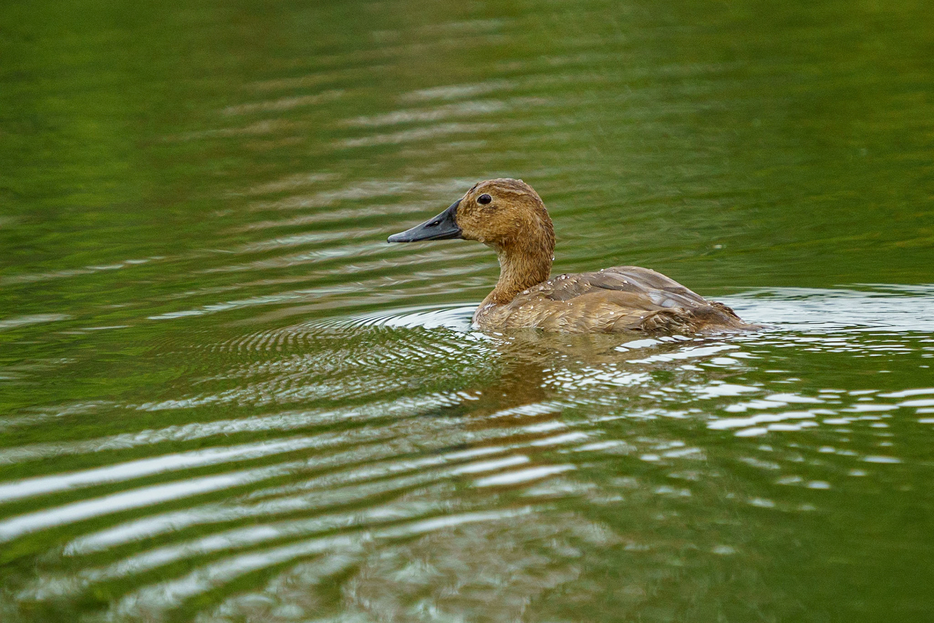 Canvasback