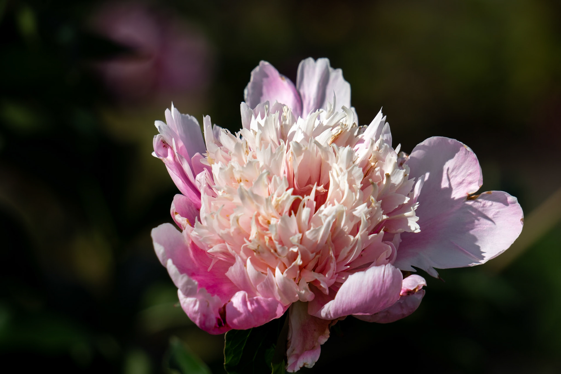 Peony