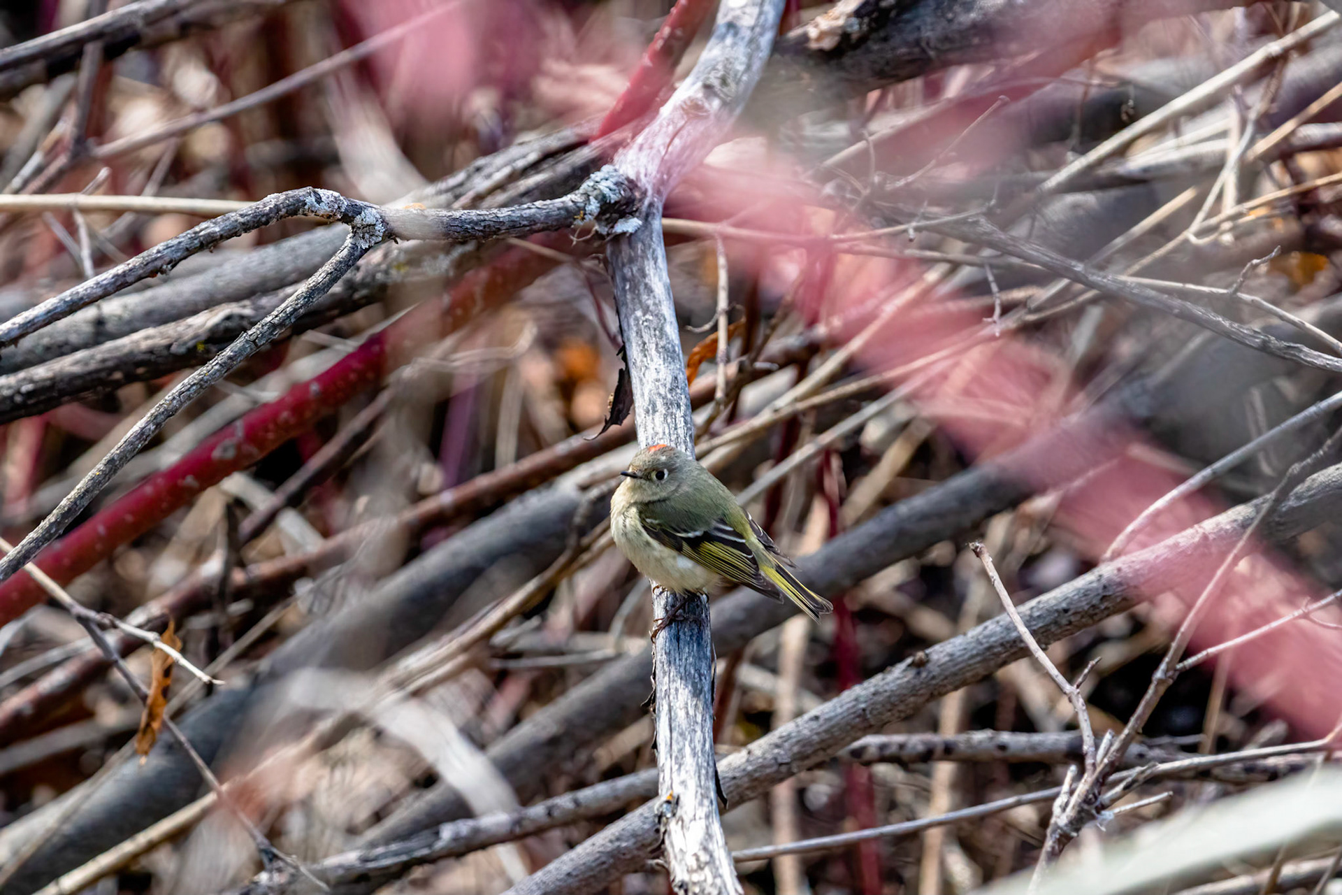 Ruby Crowned Kinglet