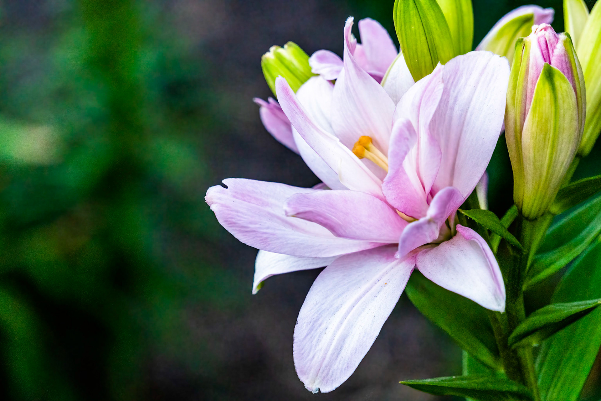 Lily