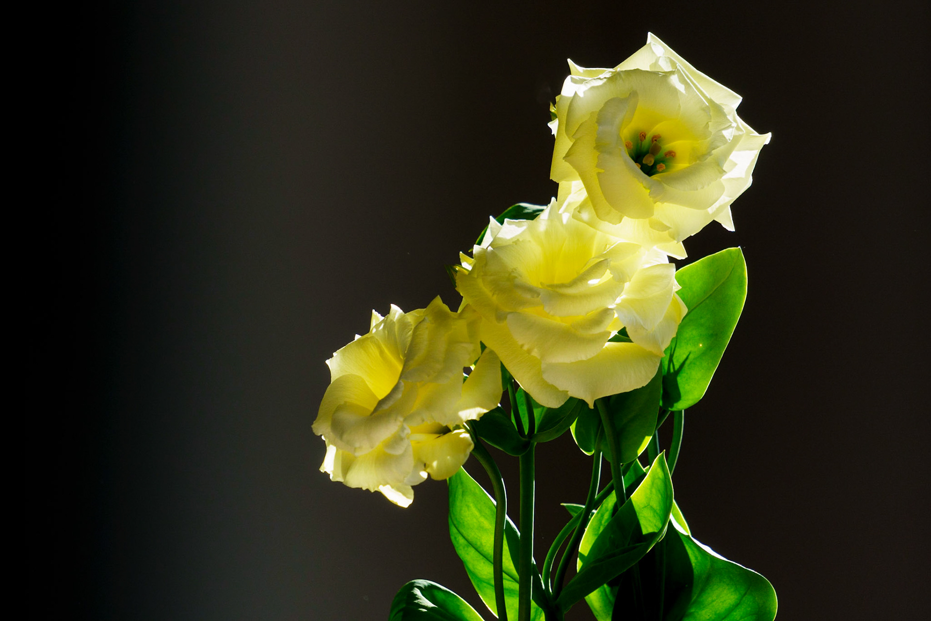 Lisianthus in Light