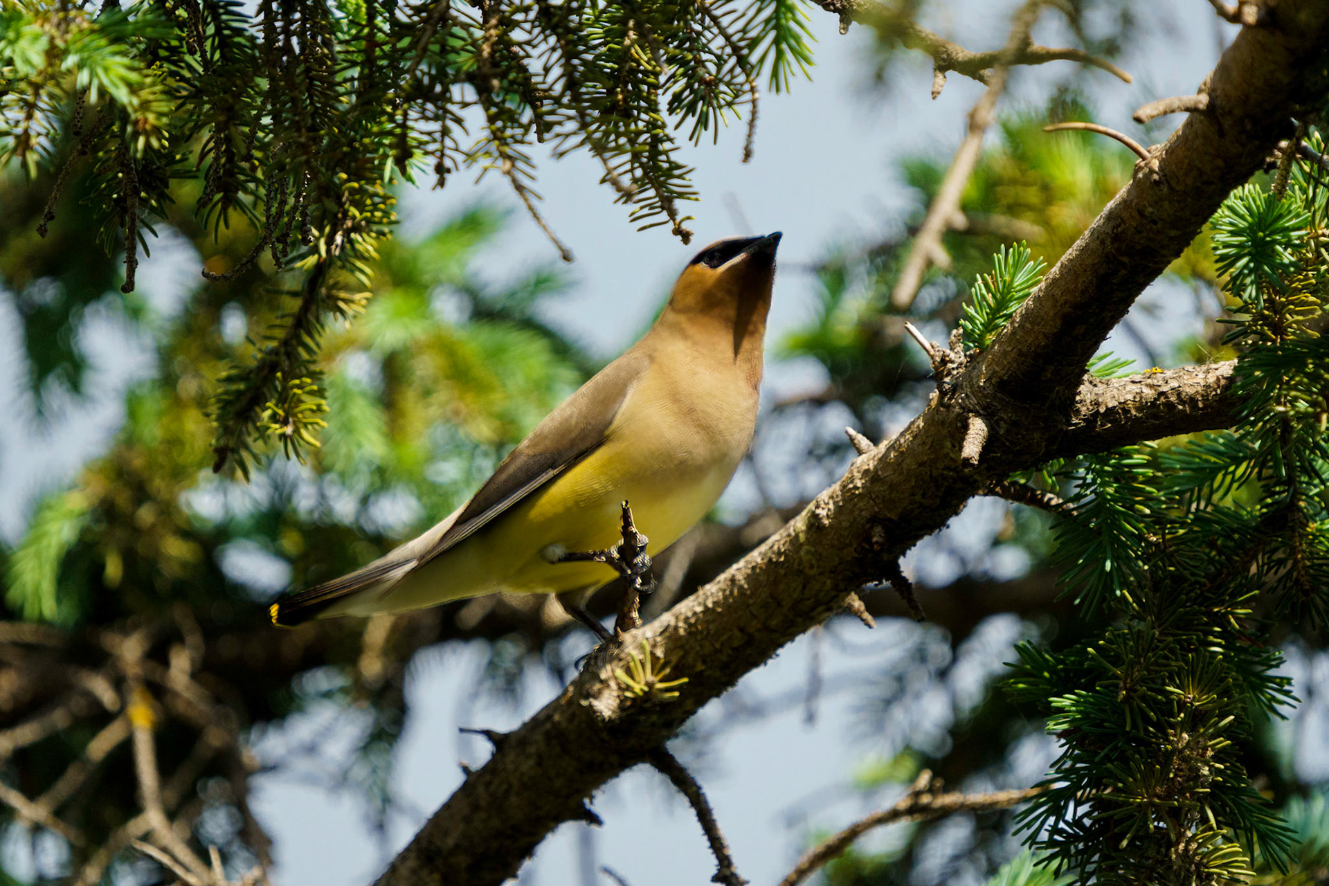 Cedar Waxwing