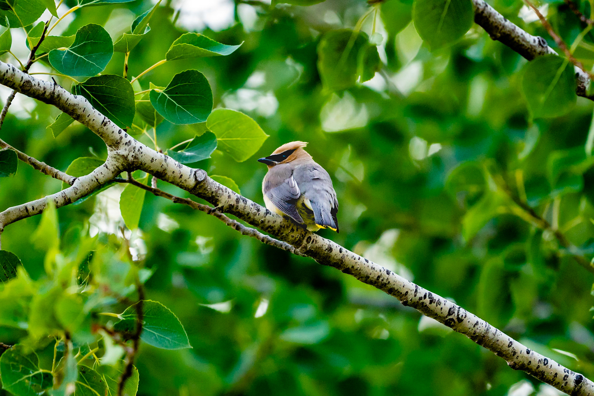 Cedar Waxwing