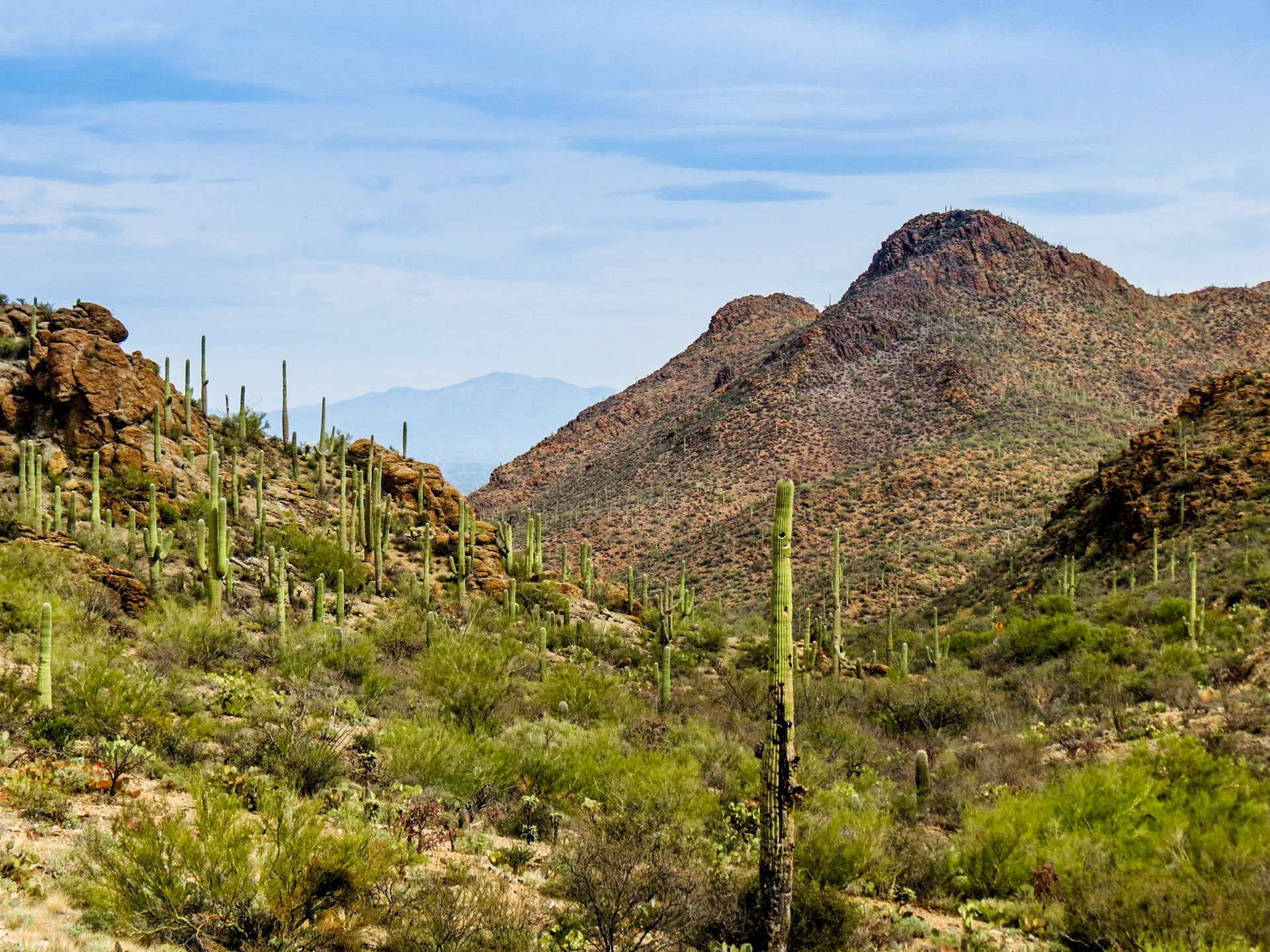 Saguaro Desert Arizona